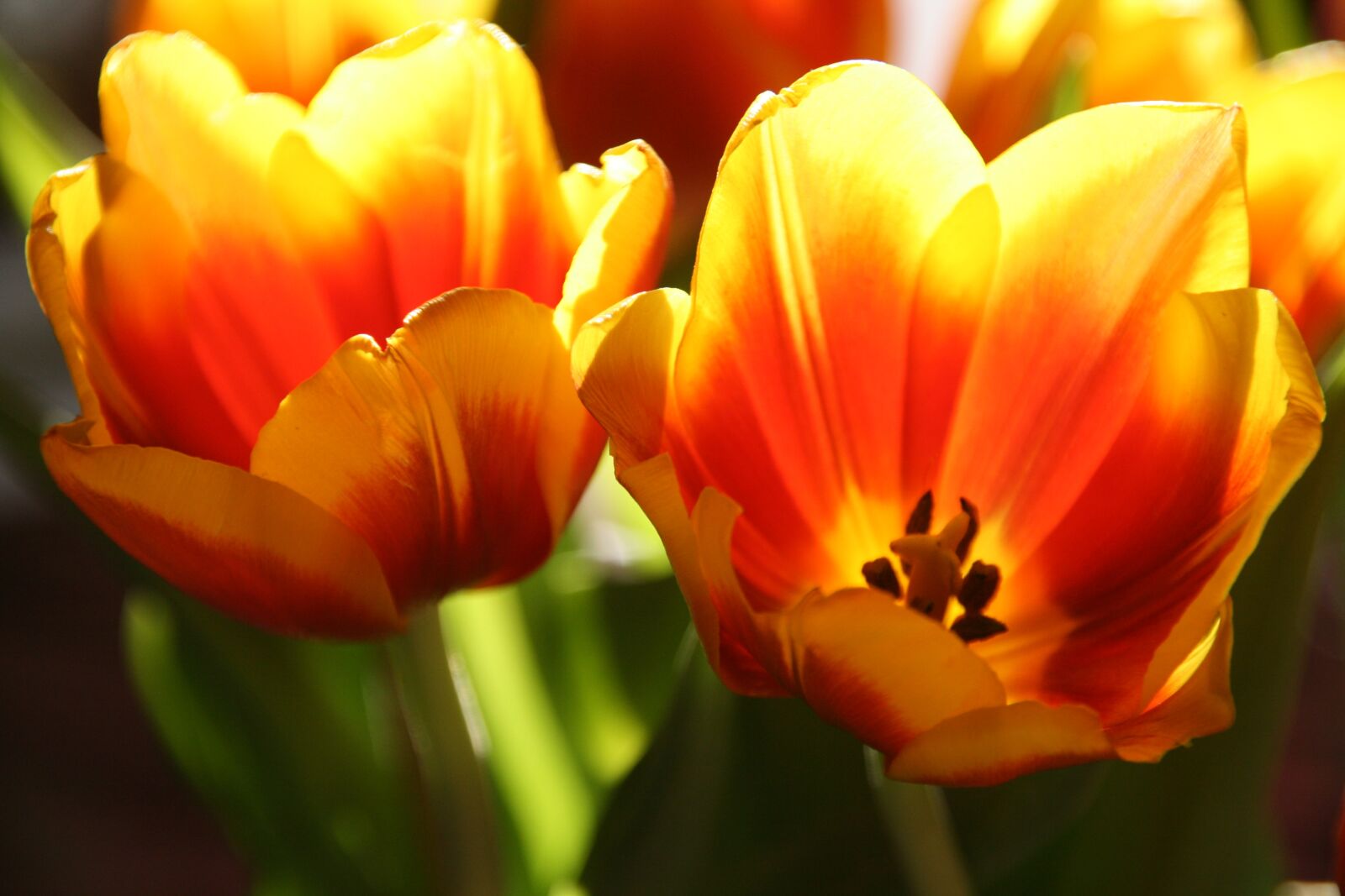 Canon EOS 400D (EOS Digital Rebel XTi / EOS Kiss Digital X) sample photo. Flower, tulip, nature photography