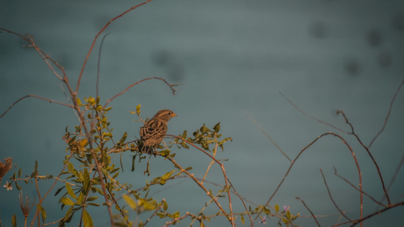 Canon EOS 30D sample photo. Bird, sparrow, animal photography