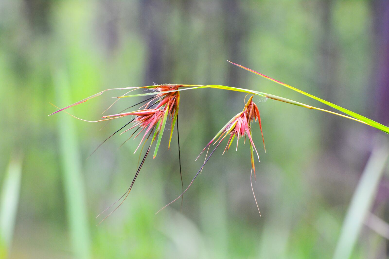 Nikon D5200 sample photo. Khmer, cambodia, lonely flower photography