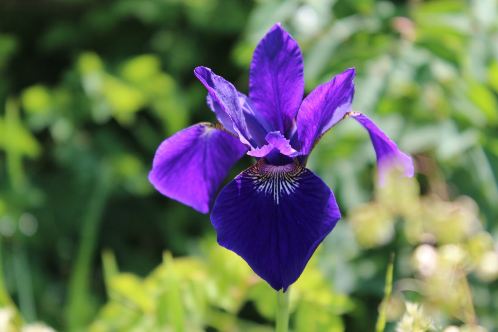 Canon EOS 1200D (EOS Rebel T5 / EOS Kiss X70 / EOS Hi) sample photo. Flower, iris, garden photography