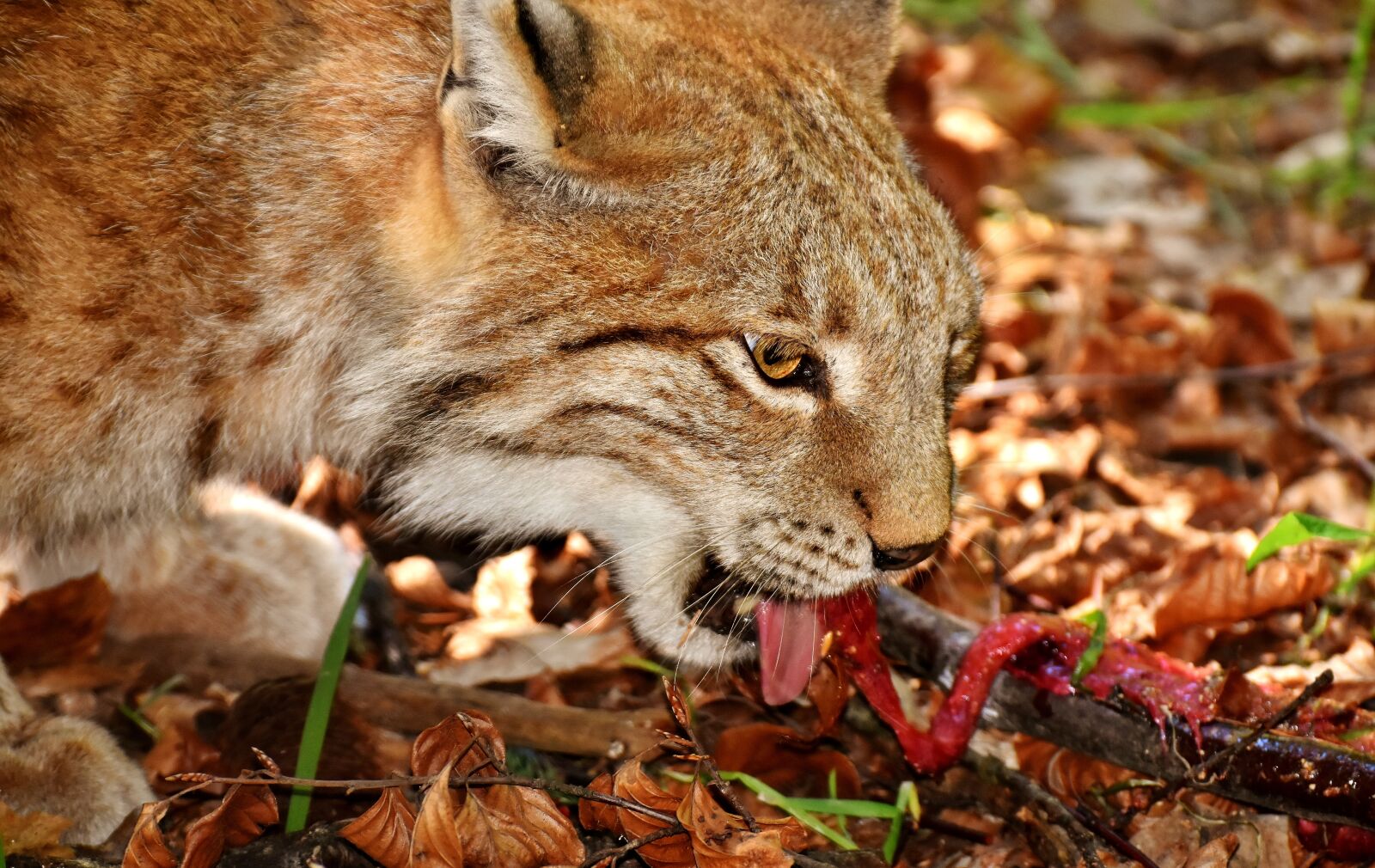 Nikon D7200 sample photo. Lynx, wild animal, dangerous photography