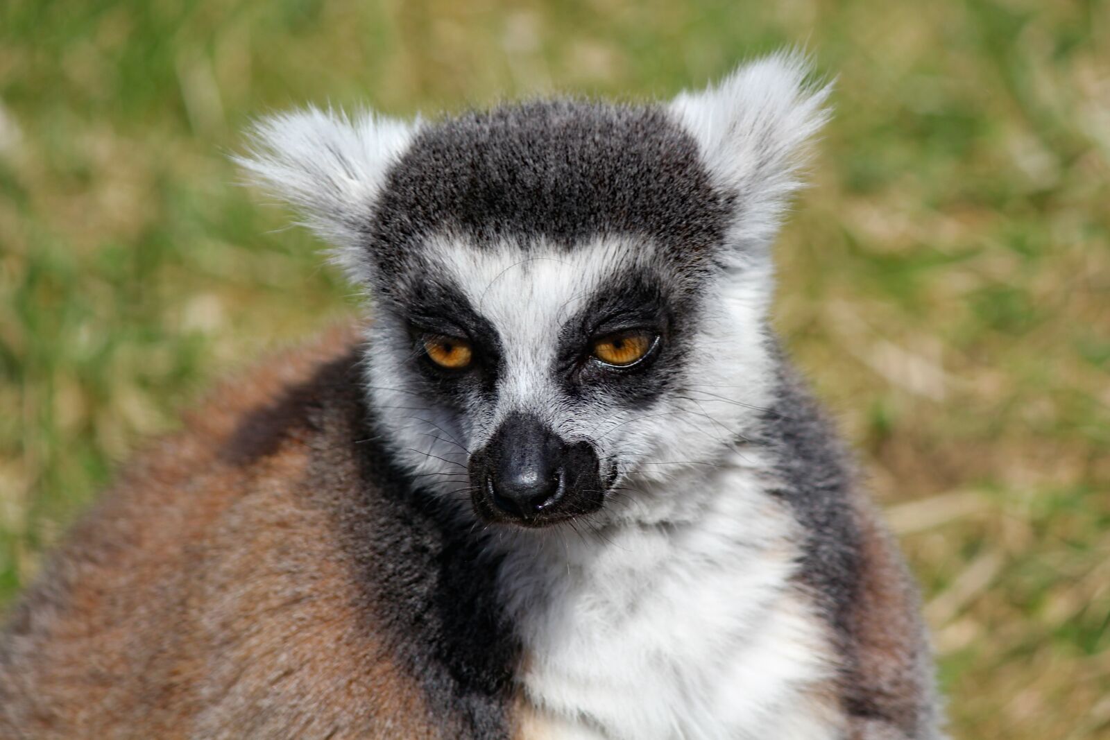 Canon EOS 550D (EOS Rebel T2i / EOS Kiss X4) sample photo. Lemur, kata, prosimian photography