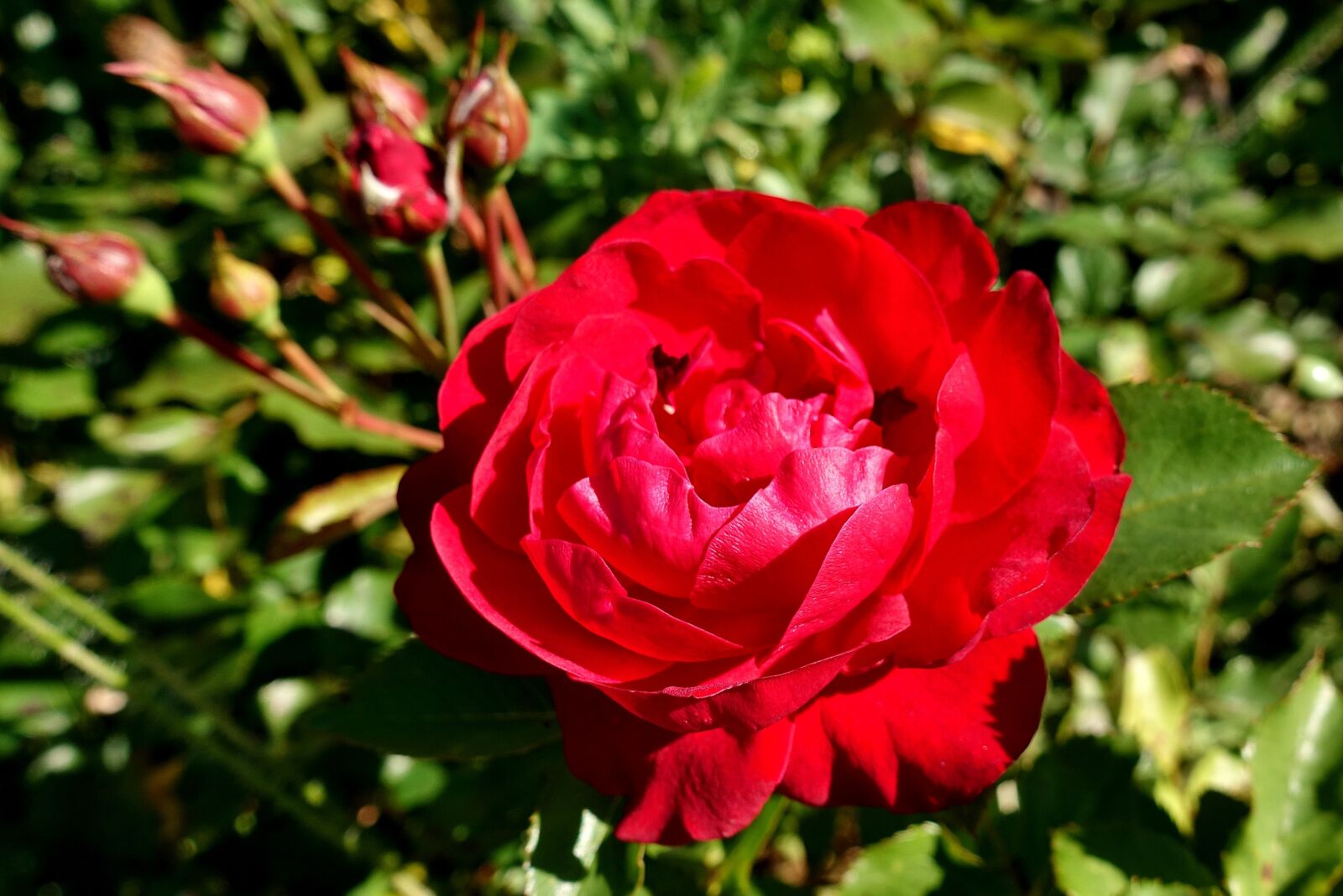 Sony DSC-RX100M5 sample photo. Rose, red, flower photography