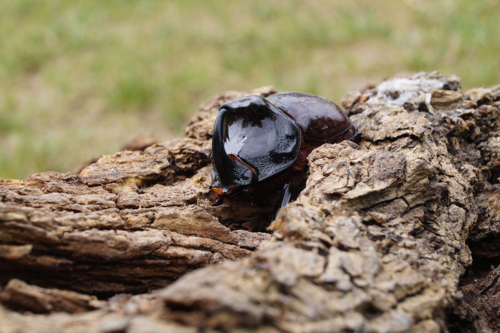 Sony DT 18-55mm F3.5-5.6 SAM II sample photo. Animal, bug, natur photography
