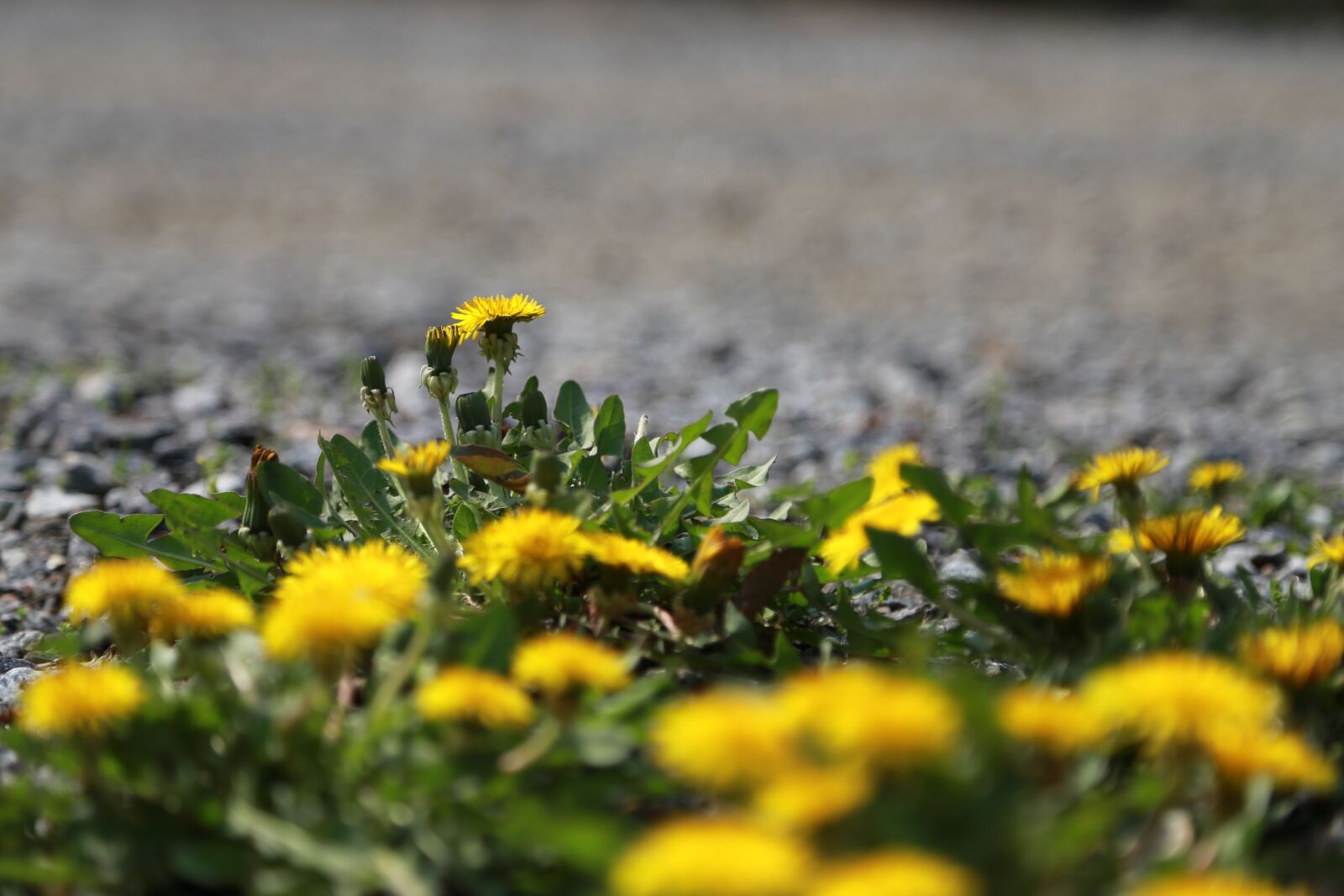 Canon EOS 6D + Canon EF 24-105mm F4L IS USM sample photo. Nature, grass, hayfields photography