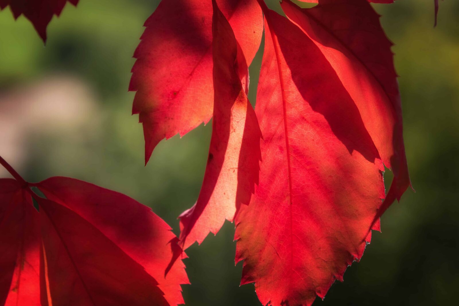 Nikon D3300 sample photo. Leaf, nature, plant, autumn photography
