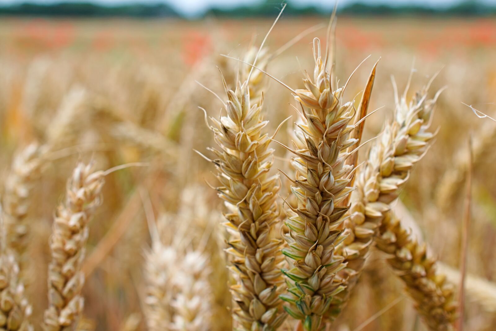 Nikon D3400 sample photo. Close up, wheat, bread photography