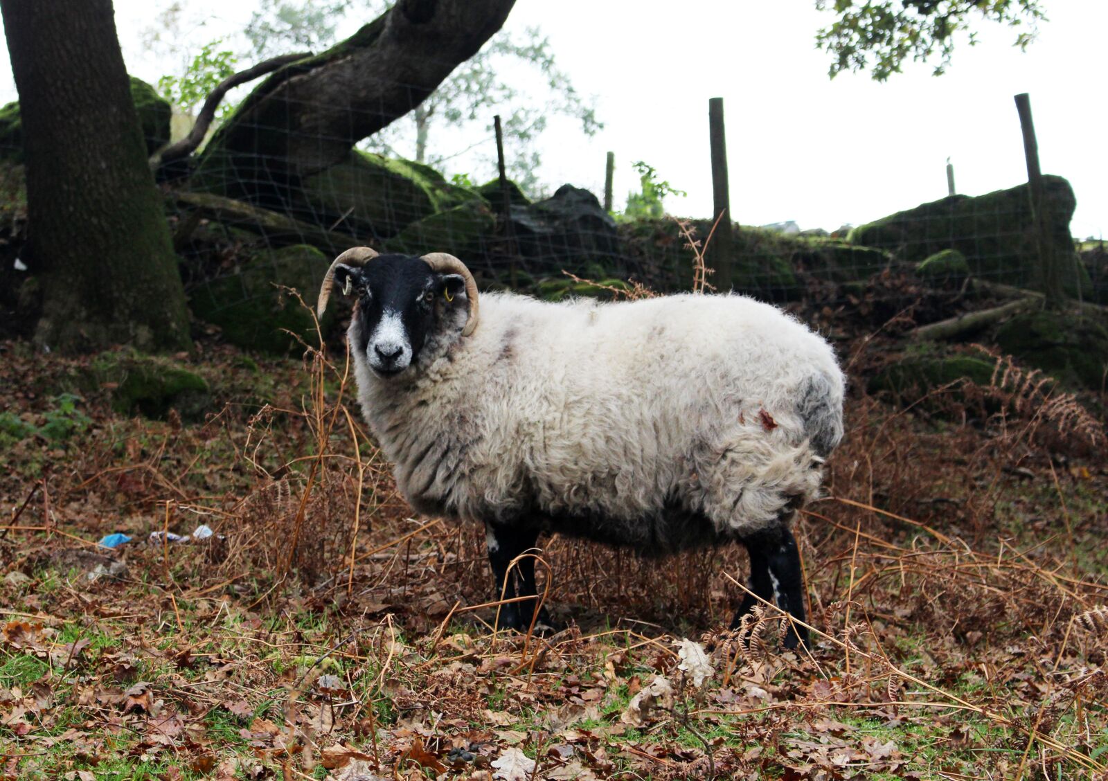 Canon EOS 700D (EOS Rebel T5i / EOS Kiss X7i) sample photo. Sheep, horns, animal photography