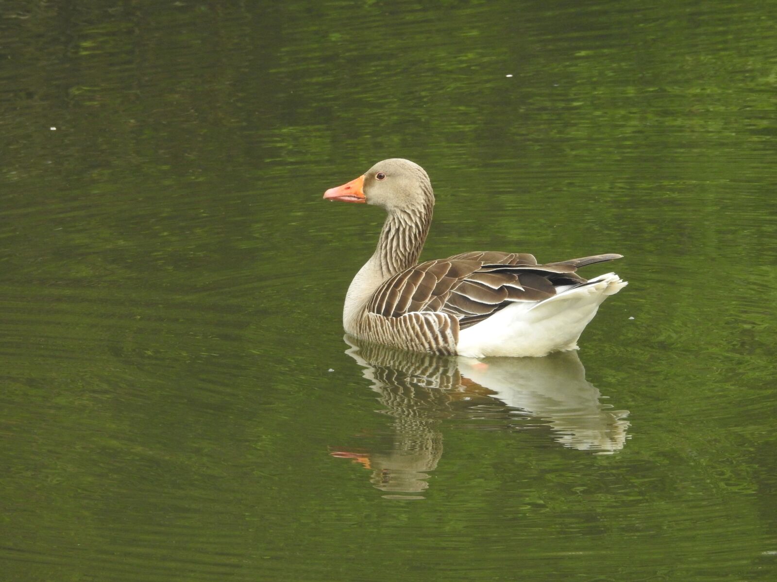 Nikon Coolpix P900 sample photo. Duck, water bird, wild photography