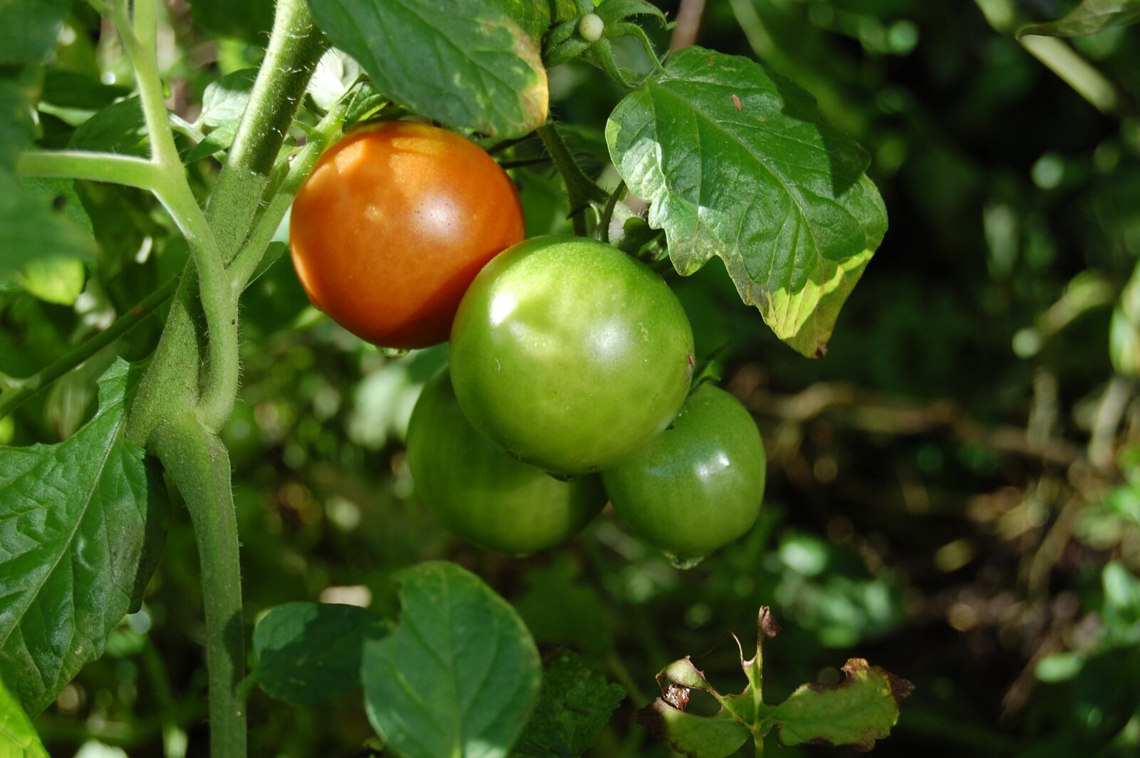 Nikon D40 sample photo. Tomatoes, green, orange photography