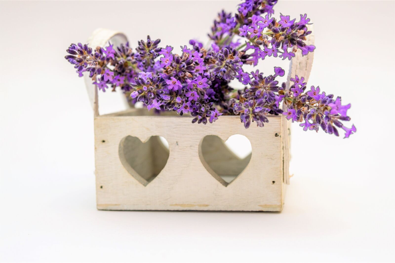 30mm F1.4 DC DN | Contemporary 016 sample photo. Lavender, flower, plant photography