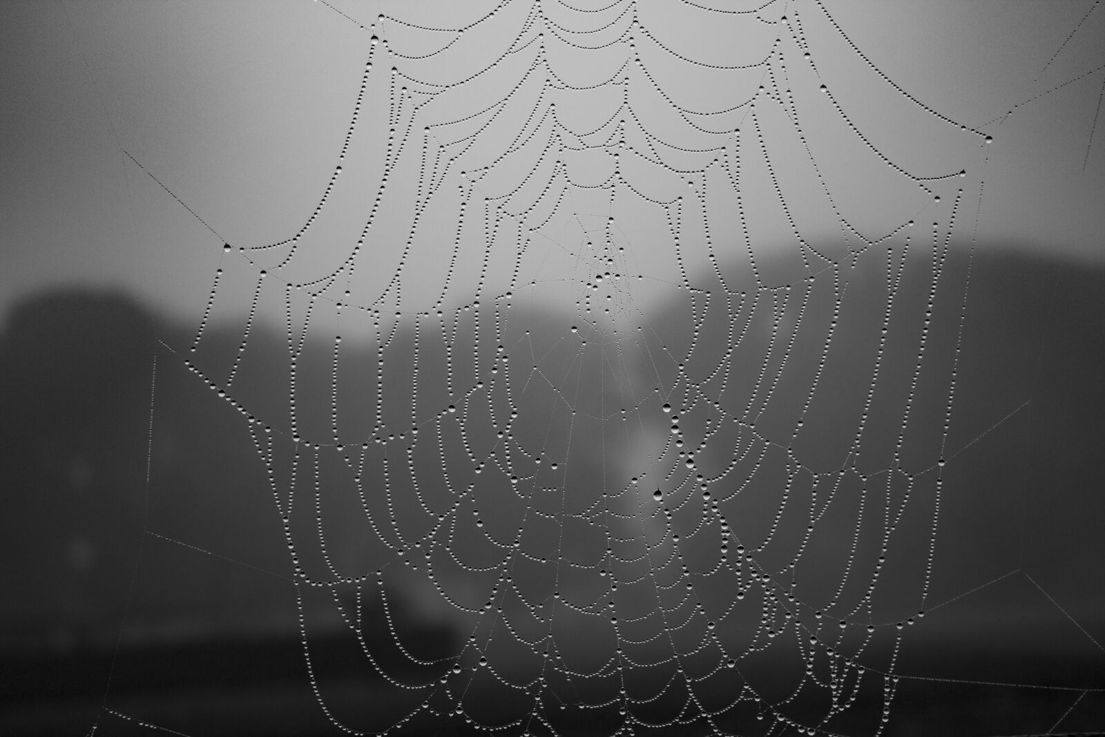 Canon EOS 650D (EOS Rebel T4i / EOS Kiss X6i) sample photo. Spiderweb, dew, drops photography
