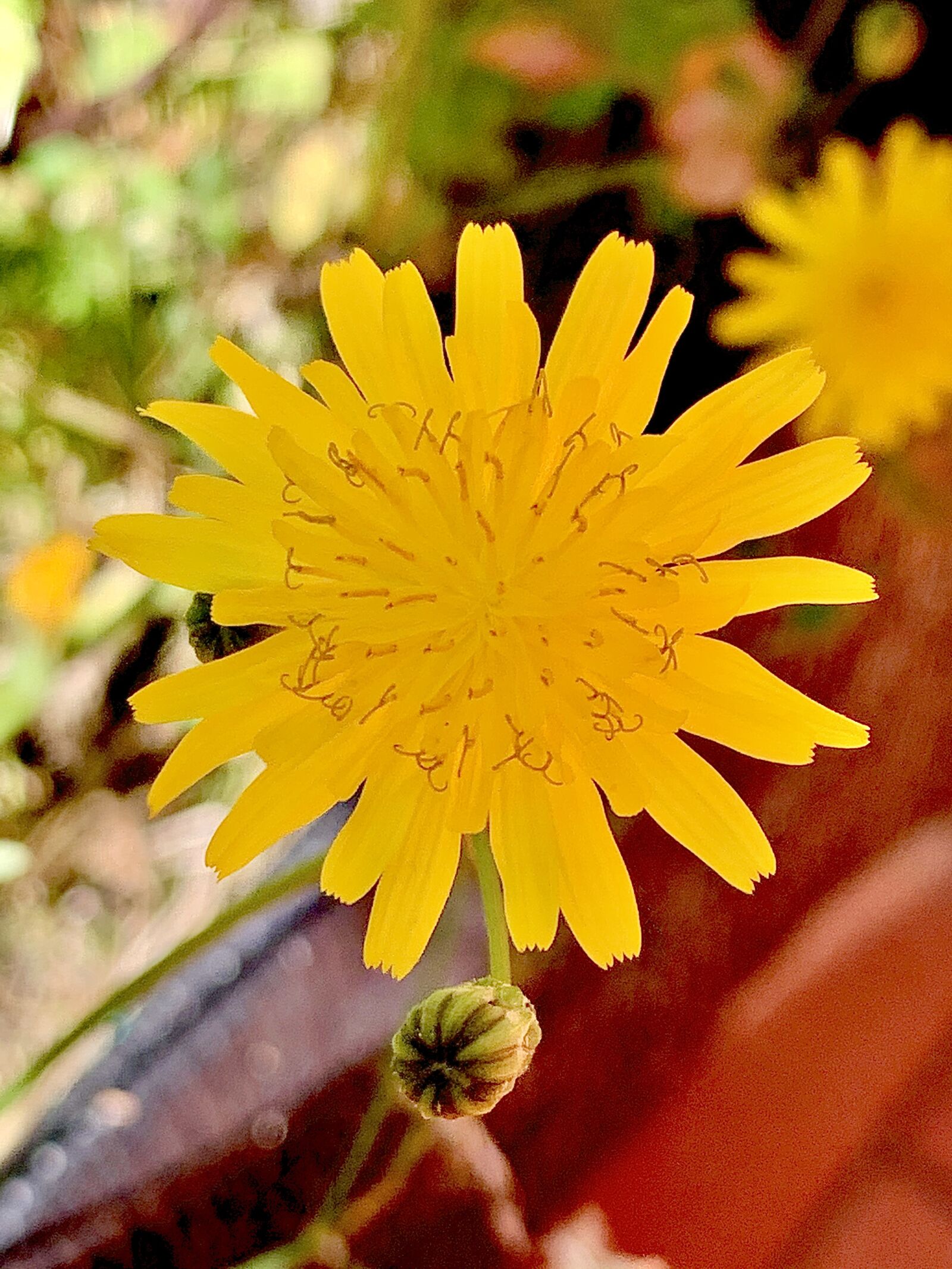 iPhone XS back dual camera 4.25mm f/1.8 sample photo. Groc, dent de lle photography
