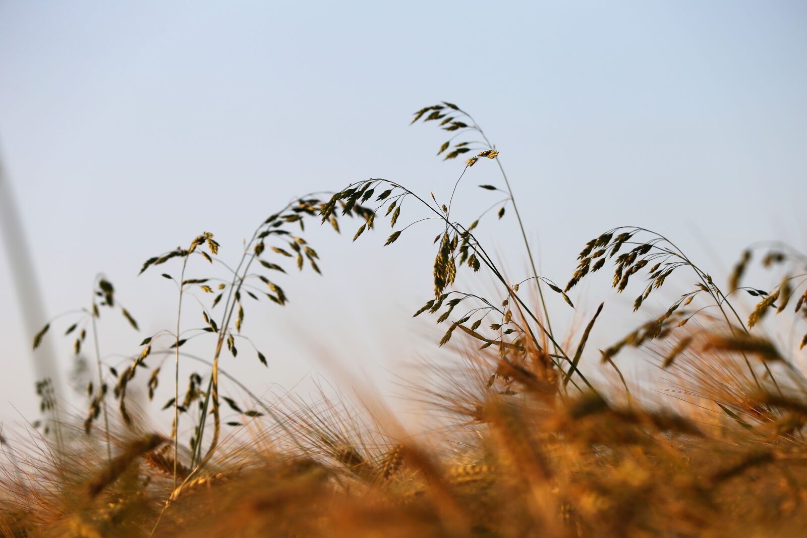Canon EF 70-300 F4-5.6 IS II USM sample photo. Grass in wind, barley photography