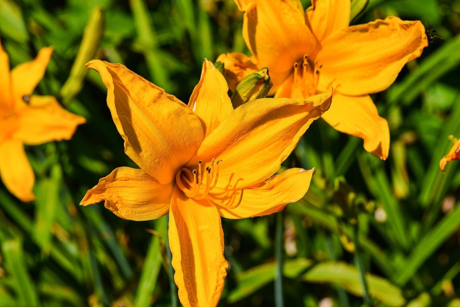 Nikon D750 sample photo. Flower, nature, flora photography