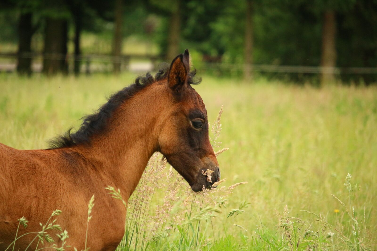 Canon EOS 100D (EOS Rebel SL1 / EOS Kiss X7) sample photo. Horse, foal, suckling photography