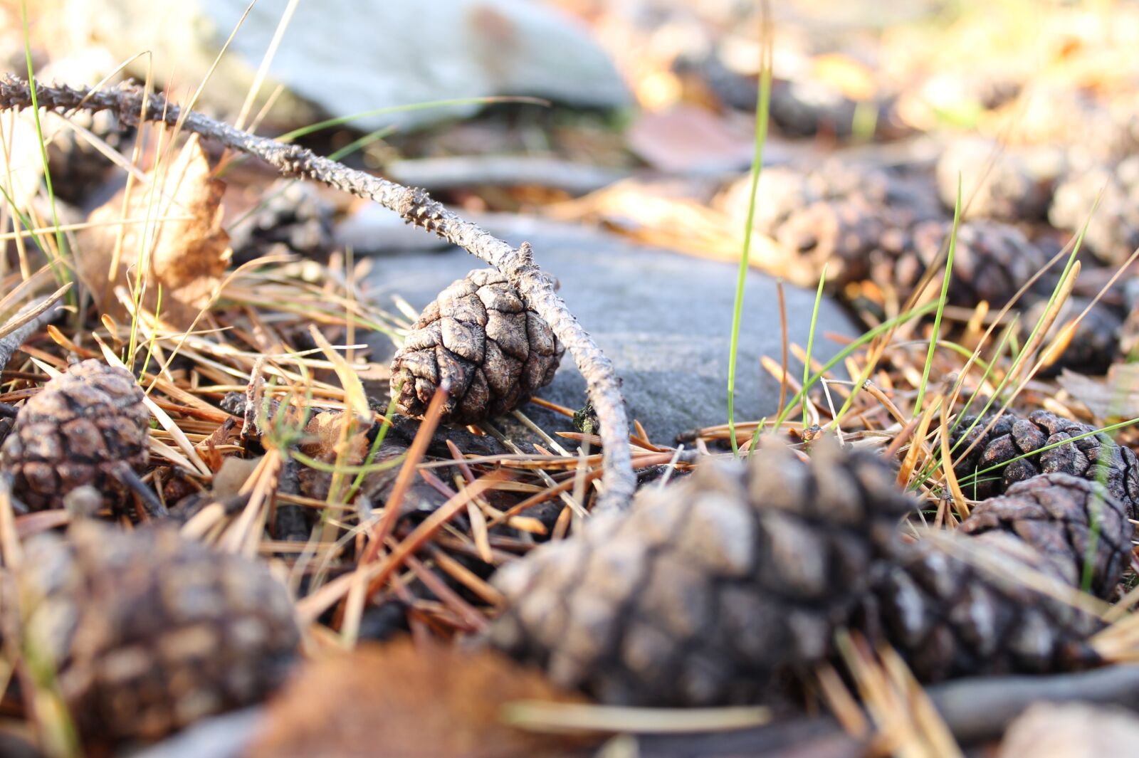 Canon EOS 1100D (EOS Rebel T3 / EOS Kiss X50) sample photo. Pinecone, forest, nature photography