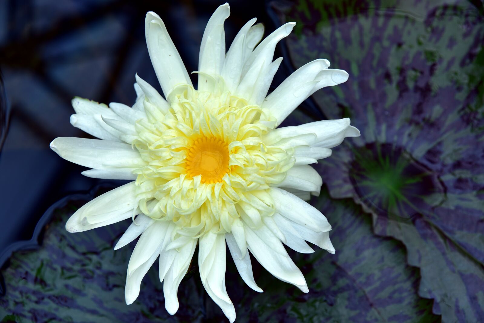 Nikon D750 sample photo. Water lily, nuphar lutea photography
