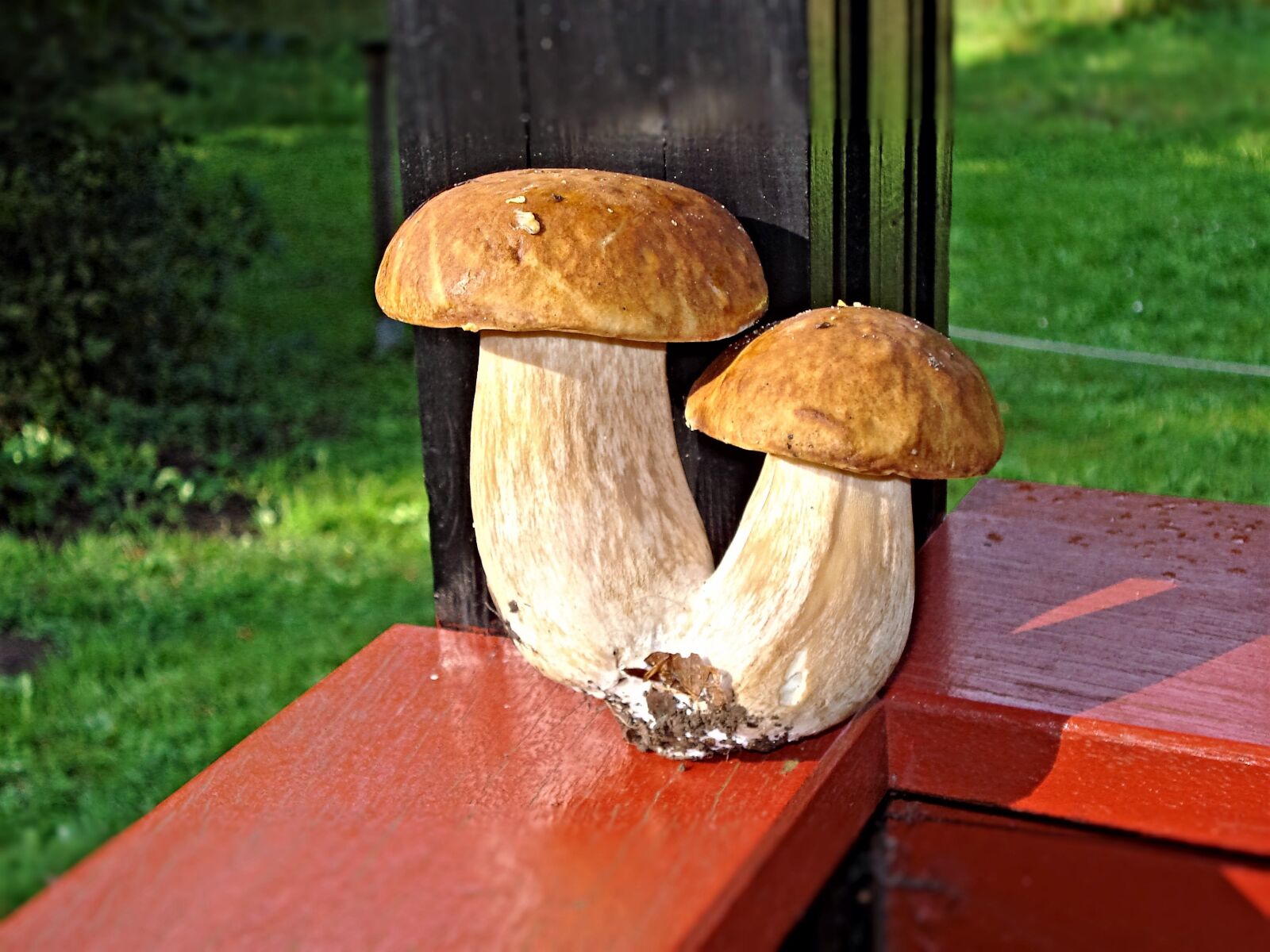 Sony DSC-W55 sample photo. Porcini mushrooms, mushrooms, plant photography
