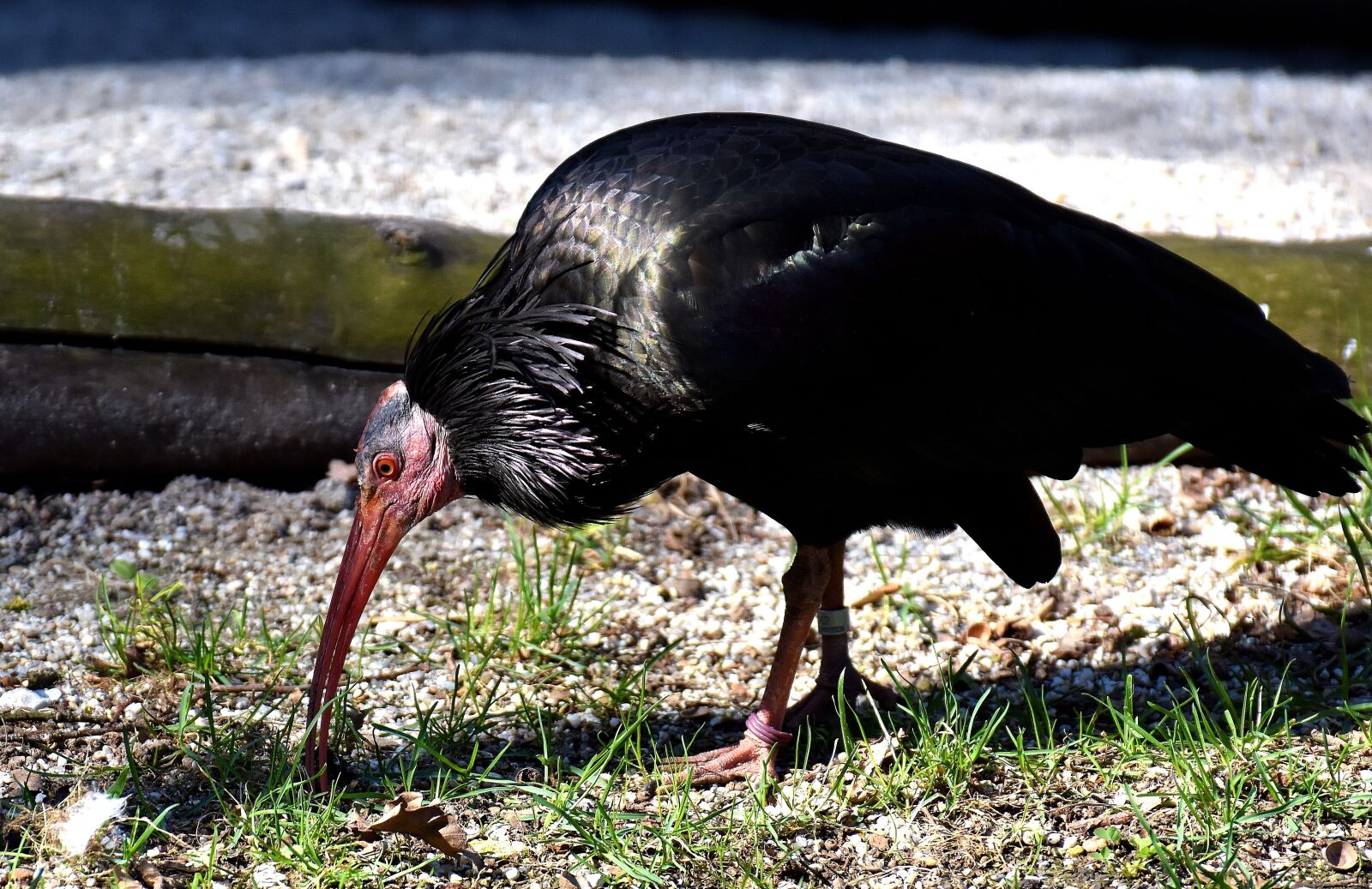 Nikon D7200 sample photo. Northern bald ibis, portrait photography