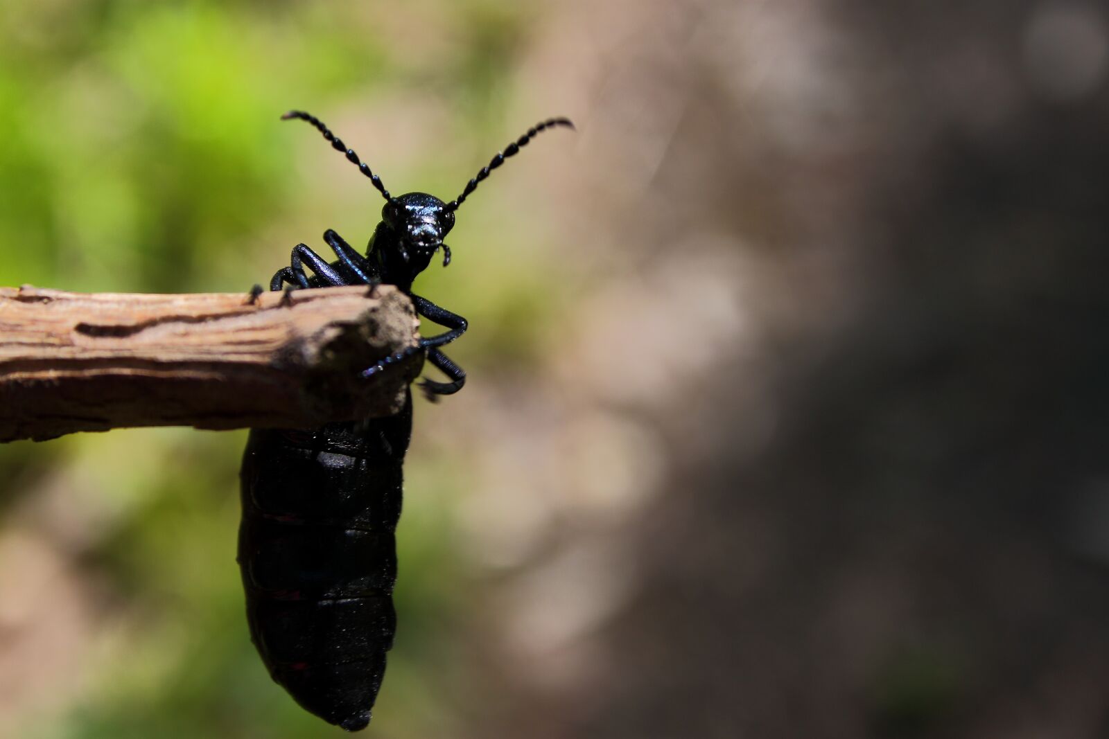 Canon EOS 500D (EOS Rebel T1i / EOS Kiss X3) sample photo. Beetle, forest beetle, insect photography