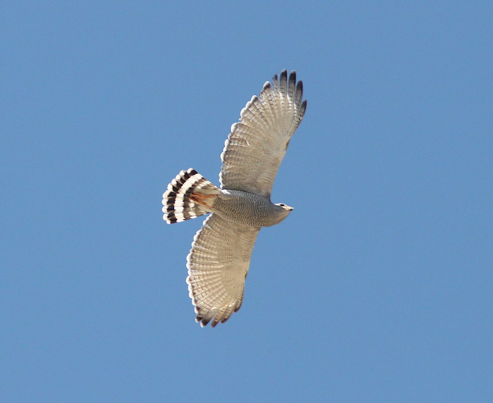 Canon EOS 500D (EOS Rebel T1i / EOS Kiss X3) sample photo. Gray hawk, raptor, flying photography