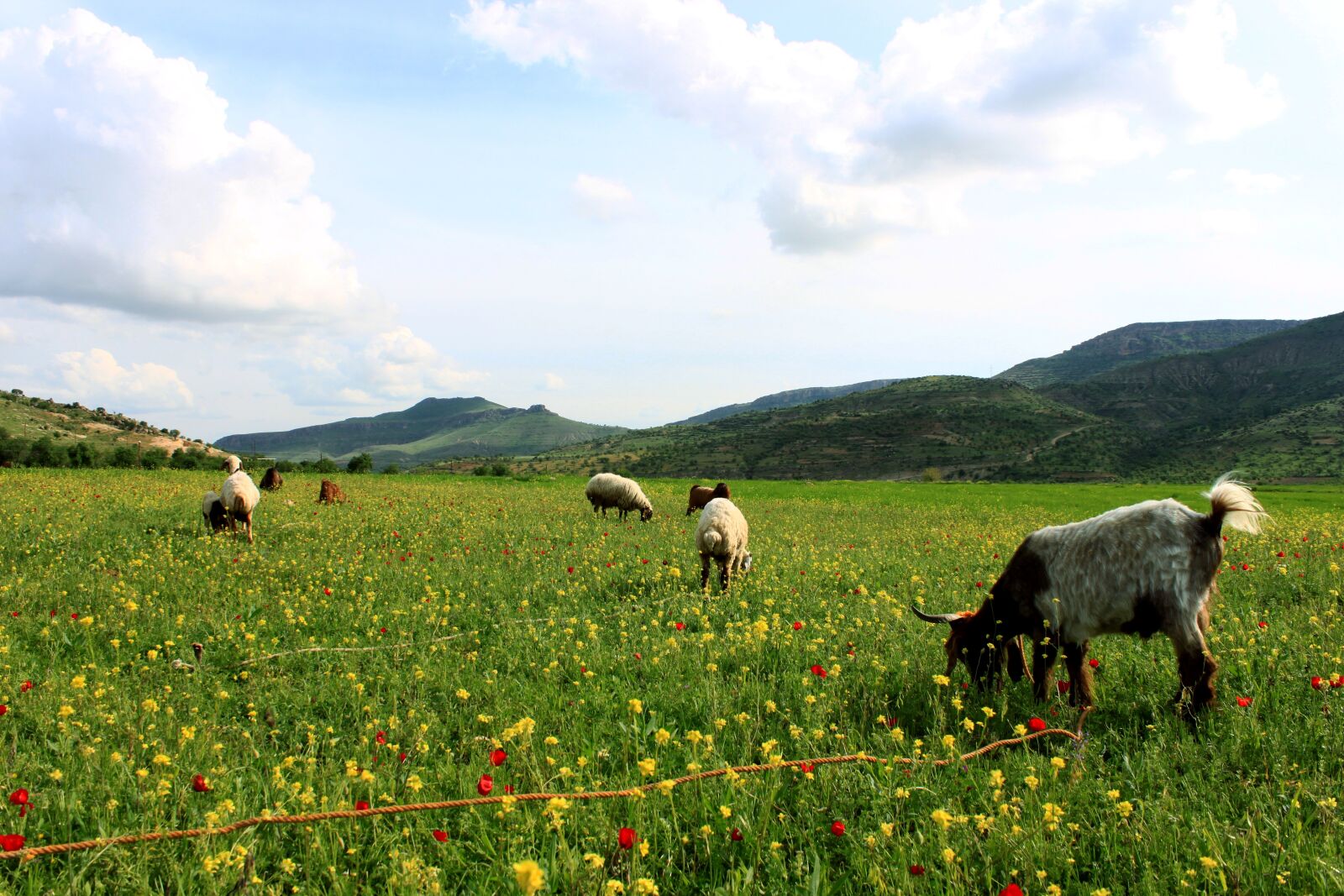 Canon EOS 500D (EOS Rebel T1i / EOS Kiss X3) sample photo. Grassland, goat, nature photography