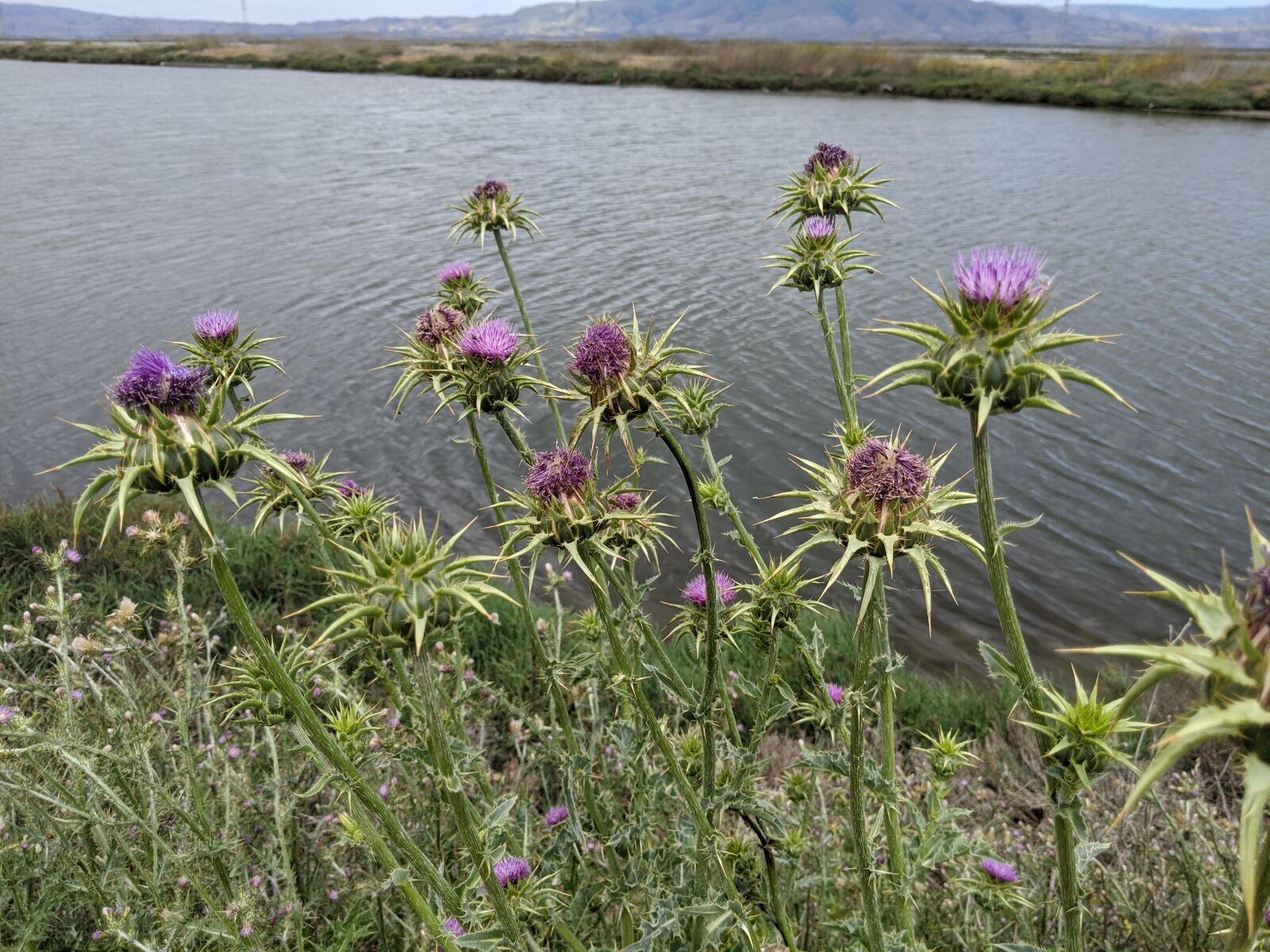 Google Pixel 3 XL sample photo. Thistle, flowers, nature photography