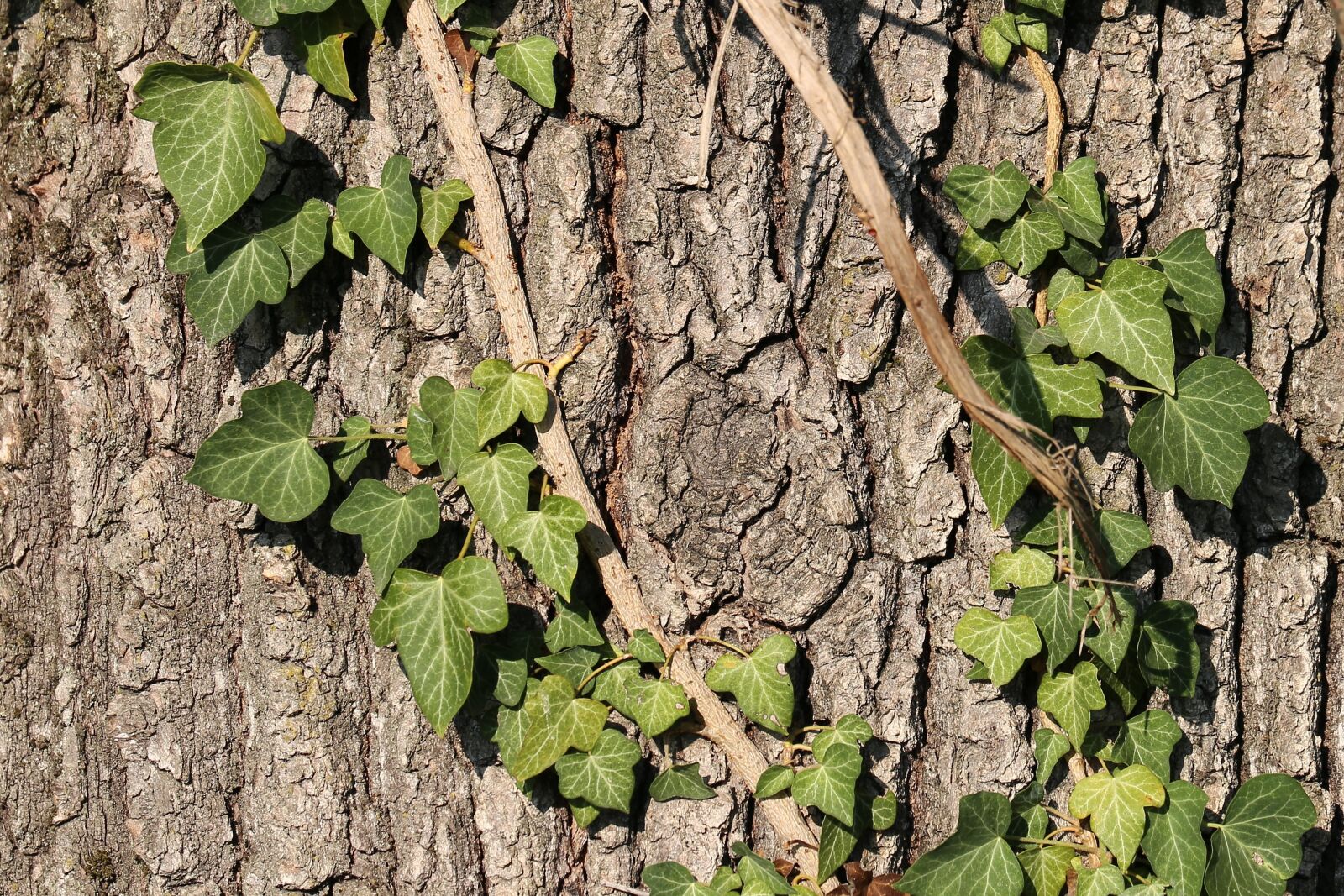 Canon EF 70-300 F4-5.6 IS II USM sample photo. Tree bark, ivy, forest photography