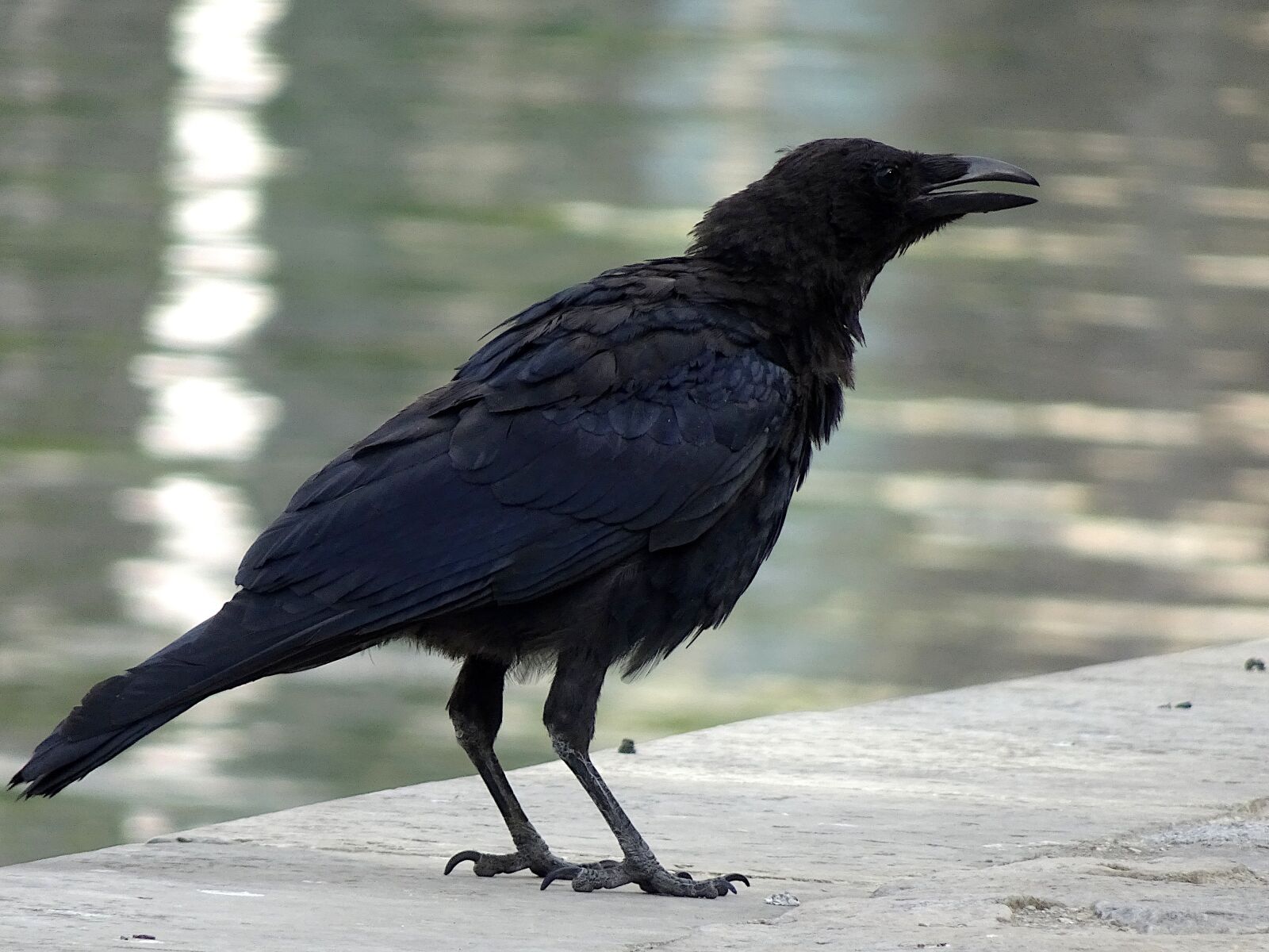 Sony Cyber-shot DSC-HX90V sample photo. Raven, bird, black color photography