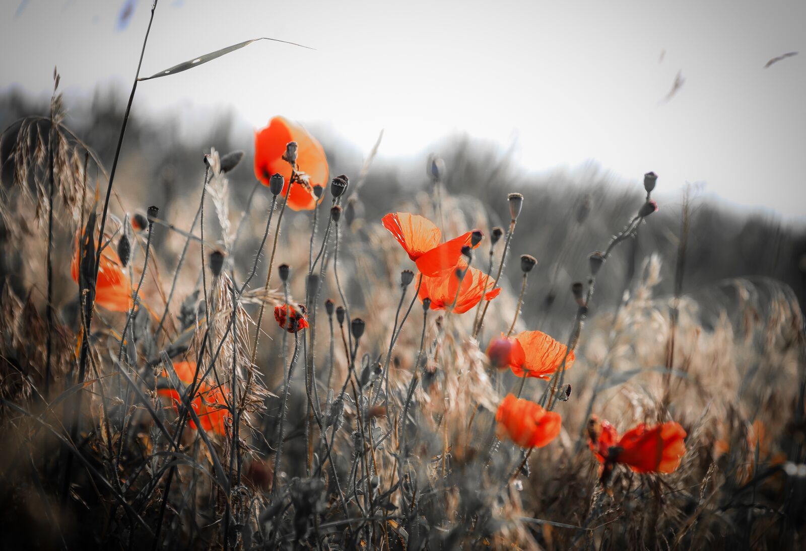 Canon EOS 5D Mark IV sample photo. Poppy, wildflower, flower photography