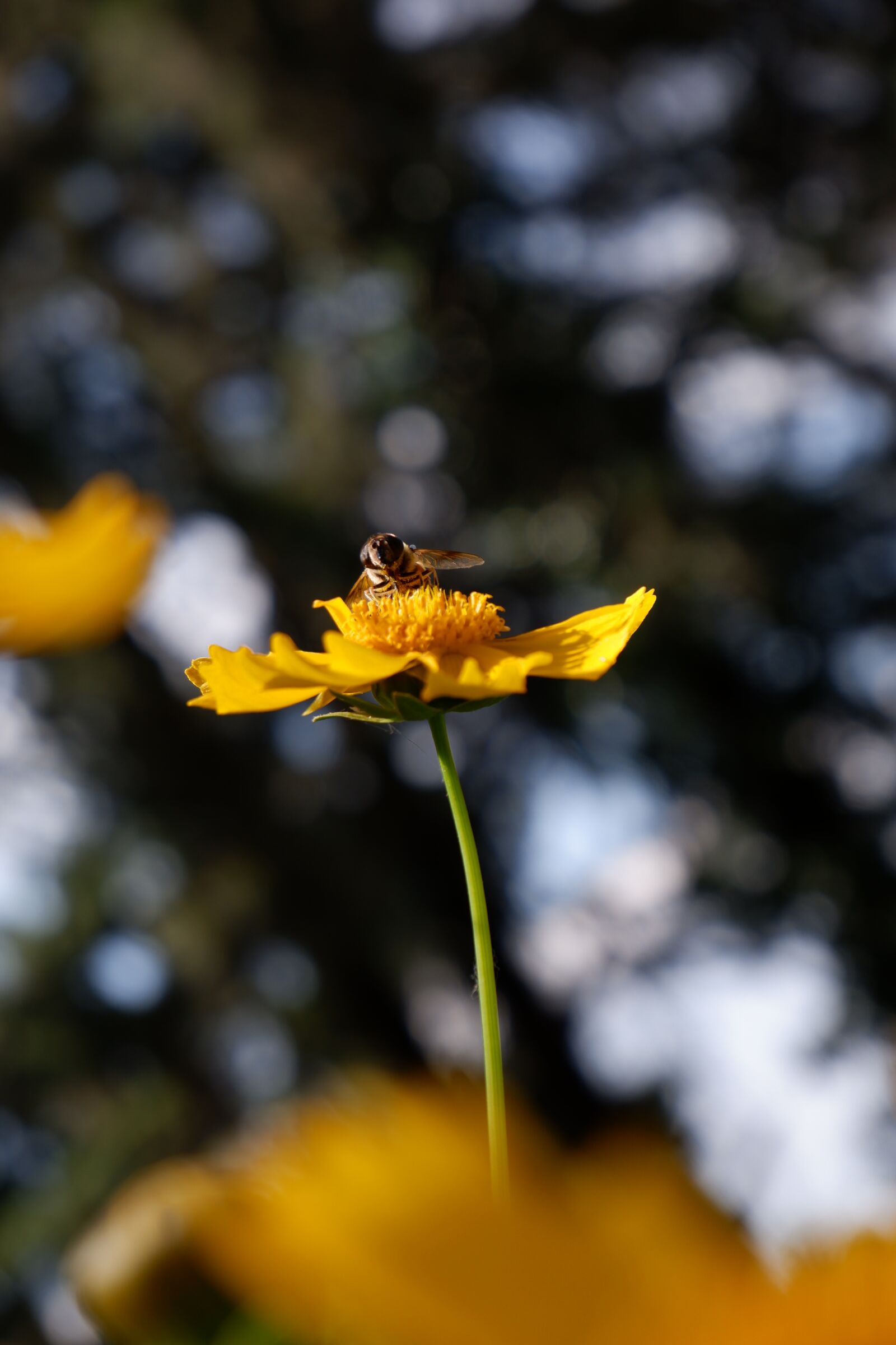 Fujifilm X-T100 sample photo. Bee, honeybee, insect photography