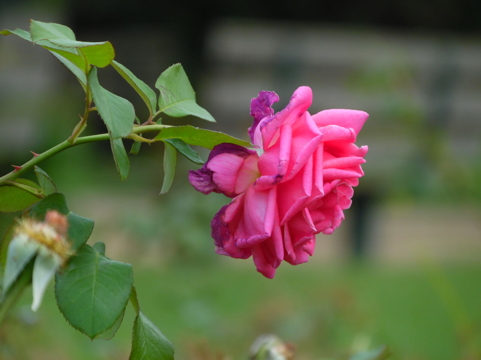 Samsung WB1100F/WB1101F/WB1102F sample photo