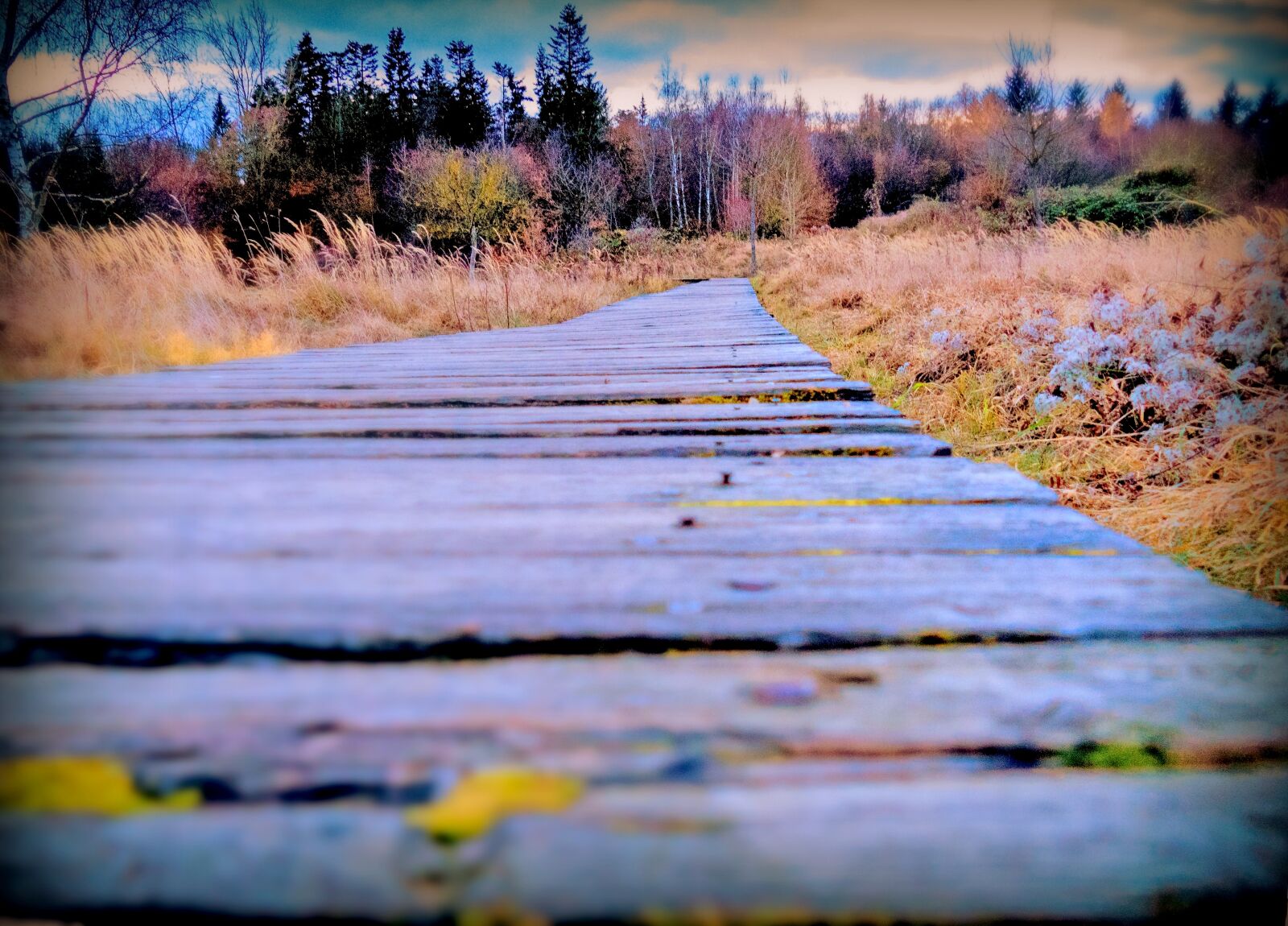 Panasonic Lumix DMC-FZ1000 sample photo. Autumn, away, wooden track photography