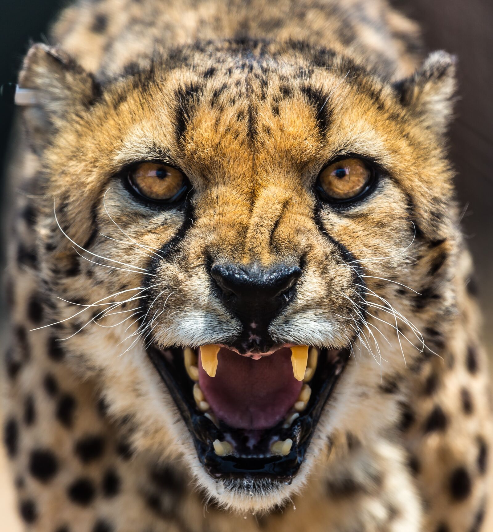 Canon EOS-1D X sample photo. Cheetah, africa, namibia photography