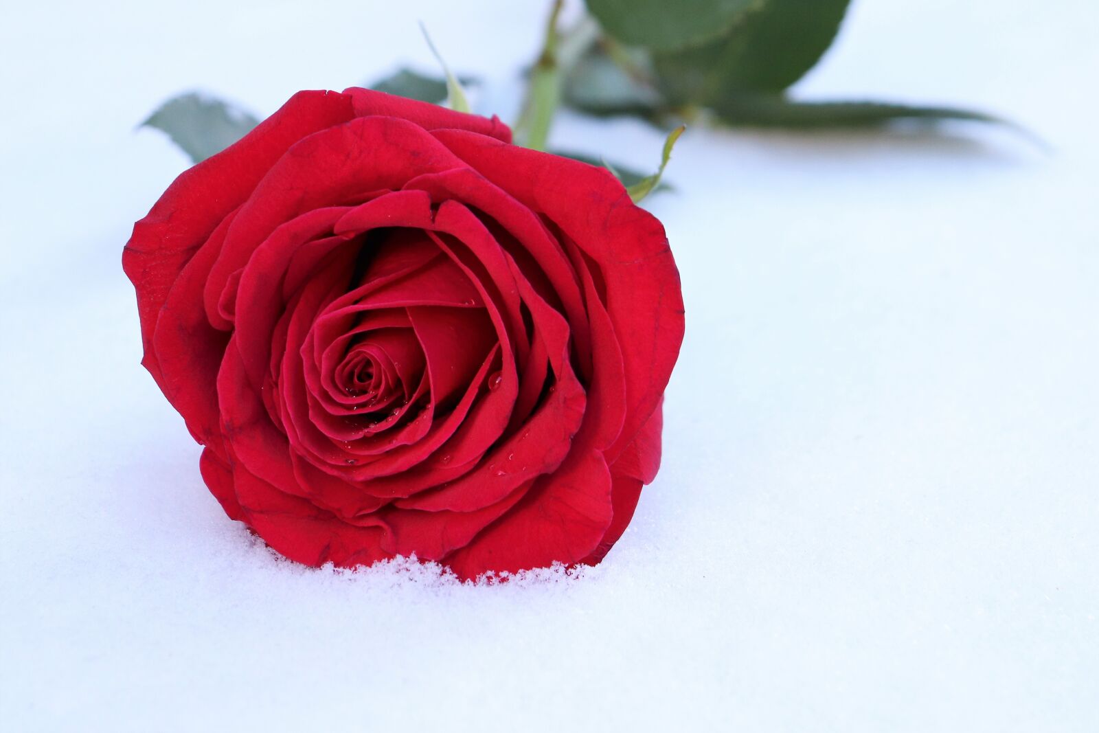 Canon EOS 200D (EOS Rebel SL2 / EOS Kiss X9) sample photo. Red rose in snow photography