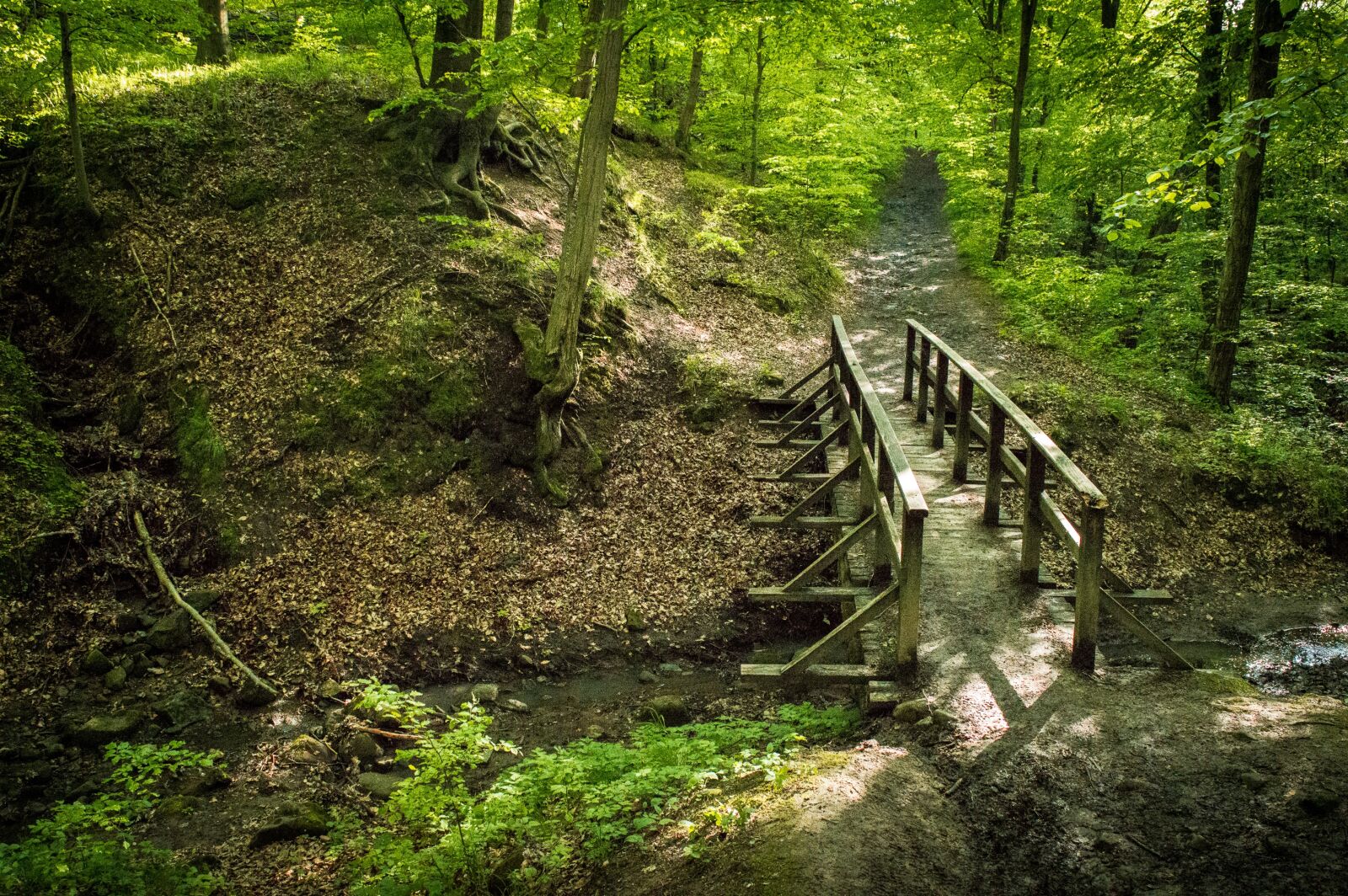 Nikon D3200 sample photo. Nature forest, green, tree photography