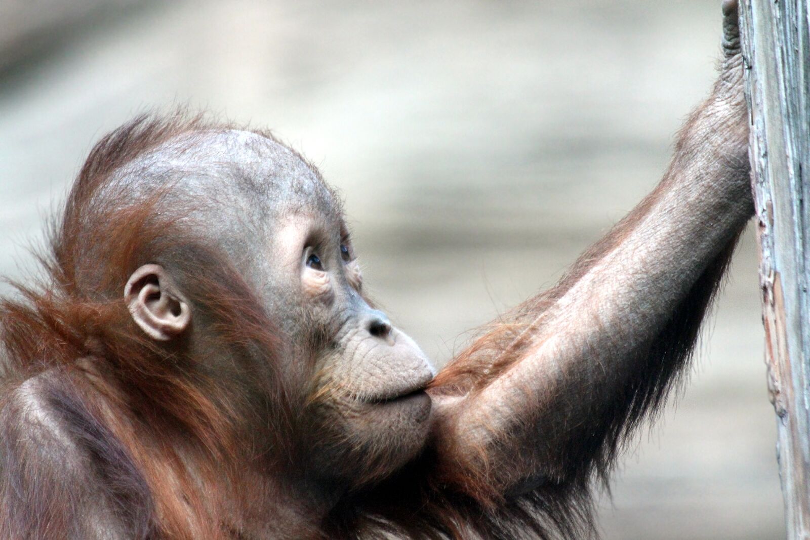 Canon EOS 650D (EOS Rebel T4i / EOS Kiss X6i) sample photo. Orangutan, primates, mammals photography