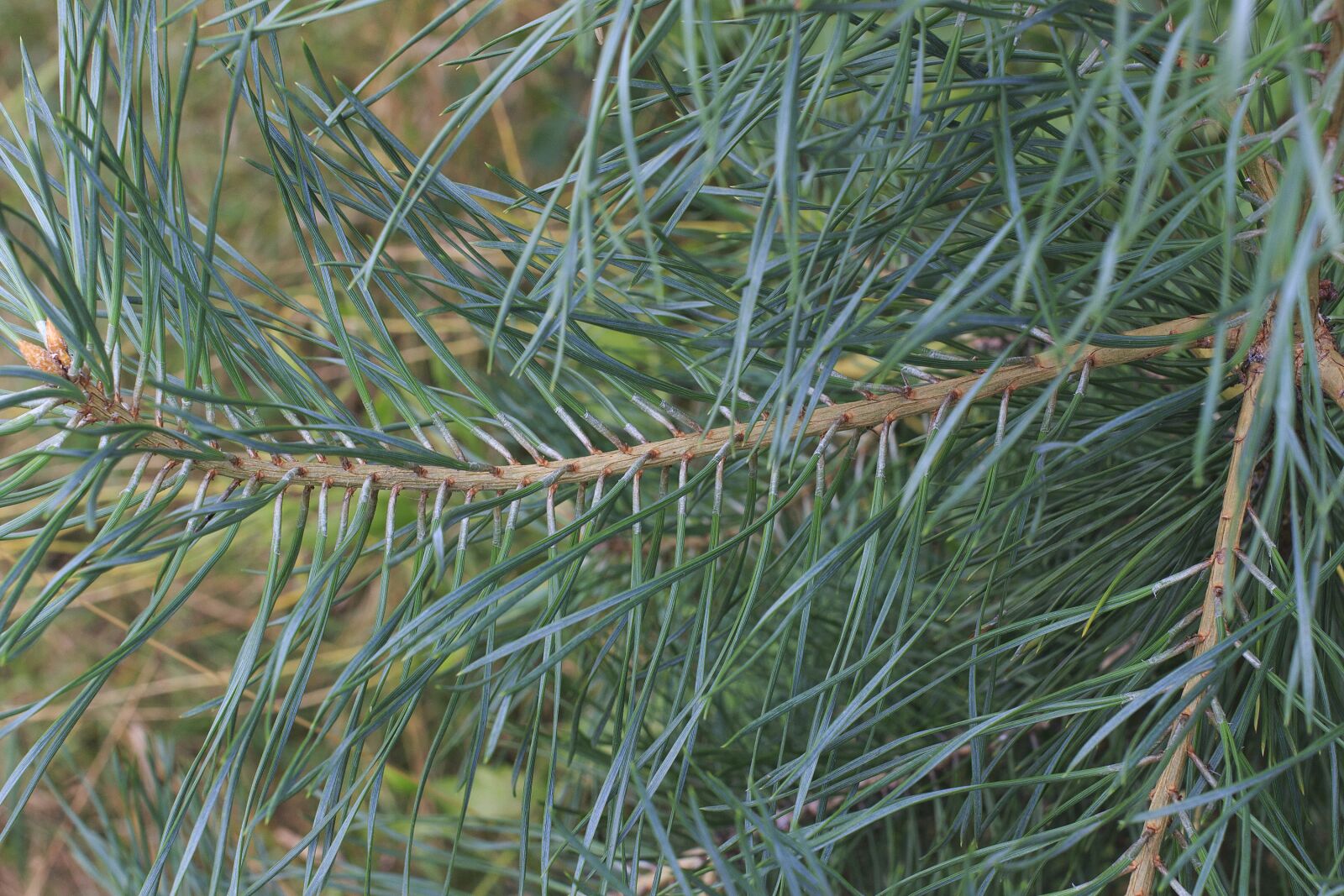 Canon EOS 100D (EOS Rebel SL1 / EOS Kiss X7) sample photo. Needles, green, plant photography