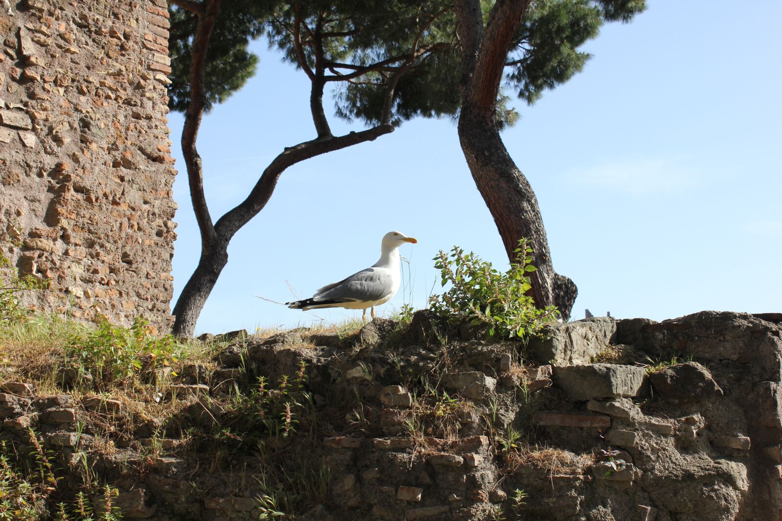 Canon EOS 550D (EOS Rebel T2i / EOS Kiss X4) sample photo. Tarrock, bricks, old town photography