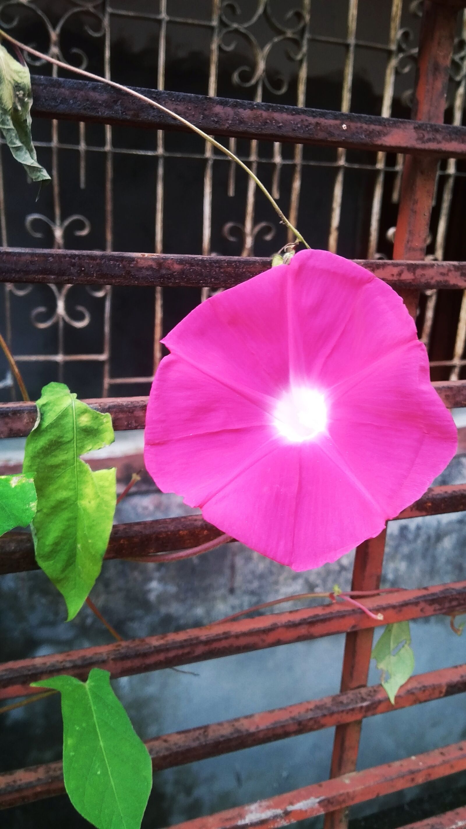 Xiaomi Redmi 4A sample photo. Pink, flower, weed flower photography