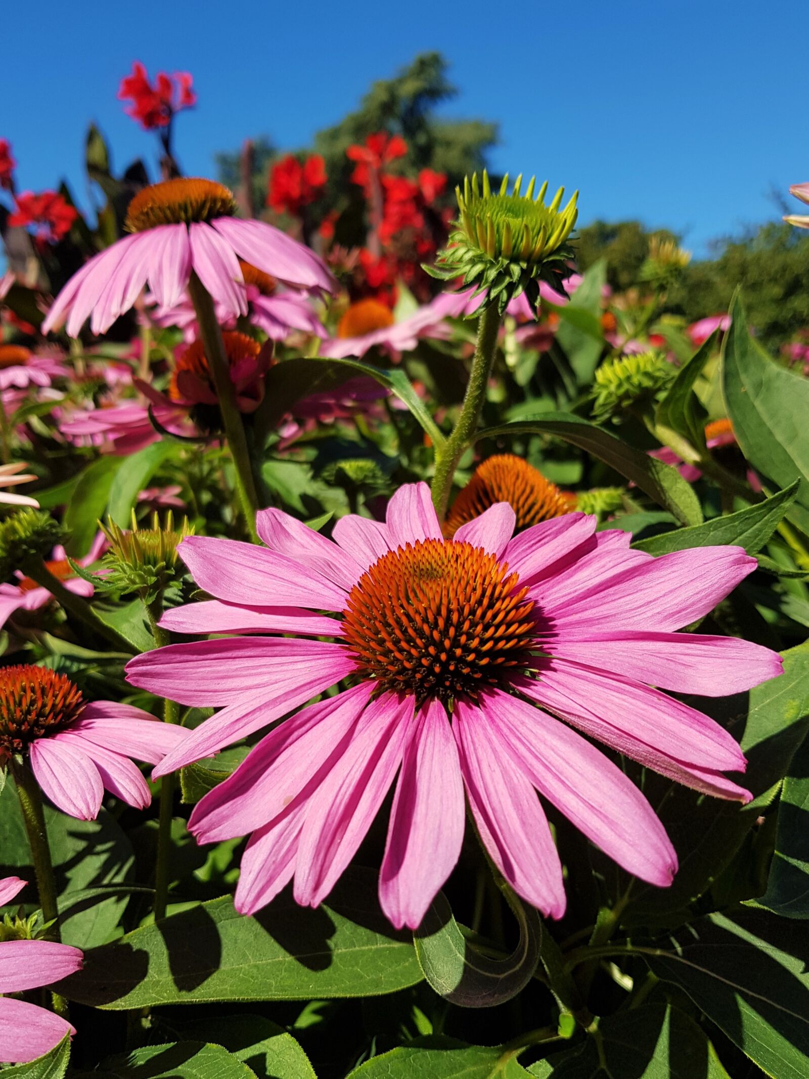 Samsung SM-G955F sample photo. Flowers, coneflower, echinacea photography