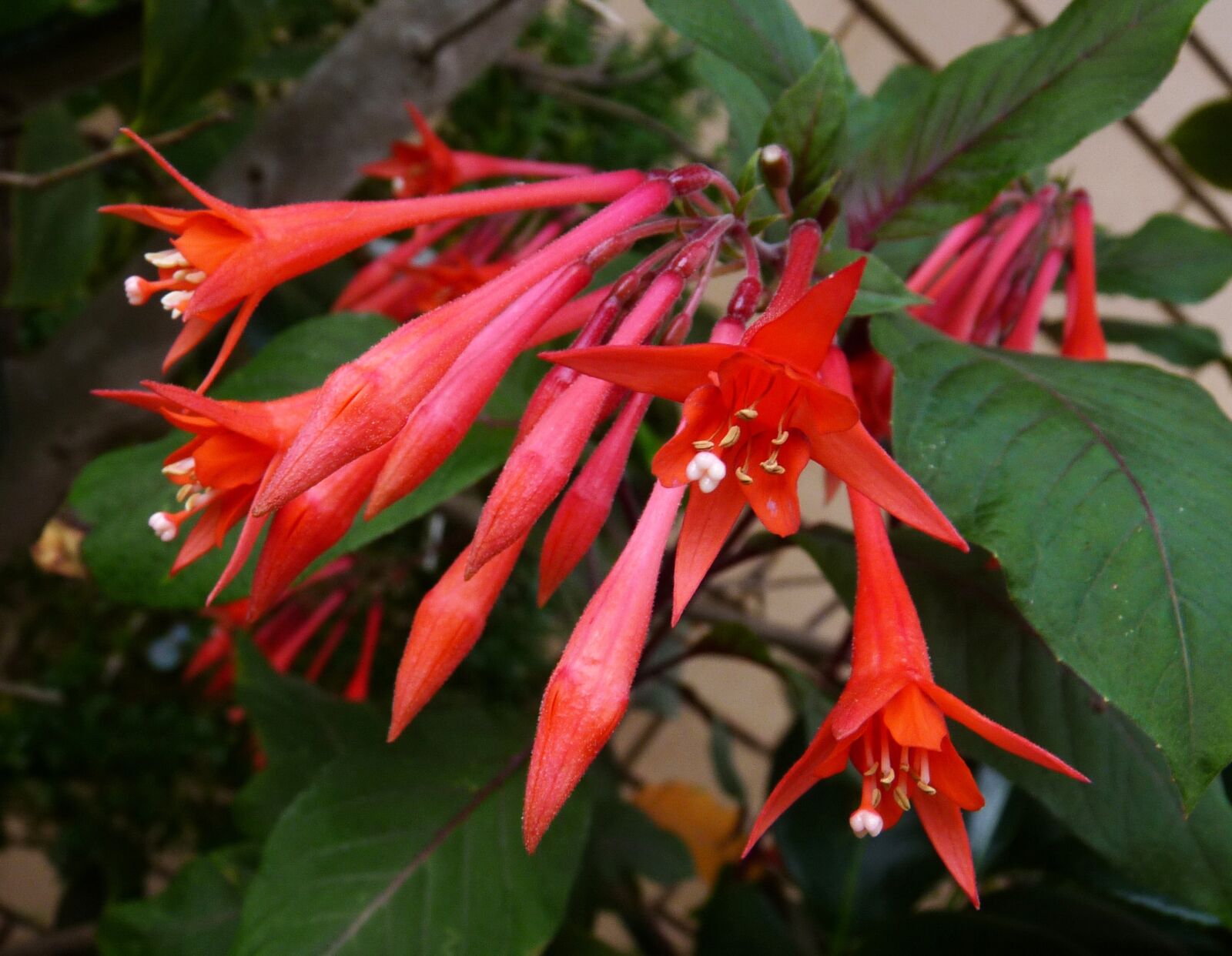 Panasonic Lumix DMC-FZ28 sample photo. Fuchsia, red, hanging photography