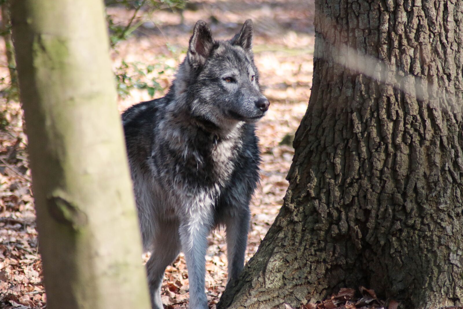 Canon EOS 70D sample photo. Wolf dog, dog, animals photography