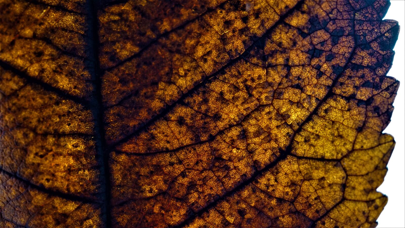 Sony E 30mm F3.5 Macro sample photo. Autumn, leaf, background photography