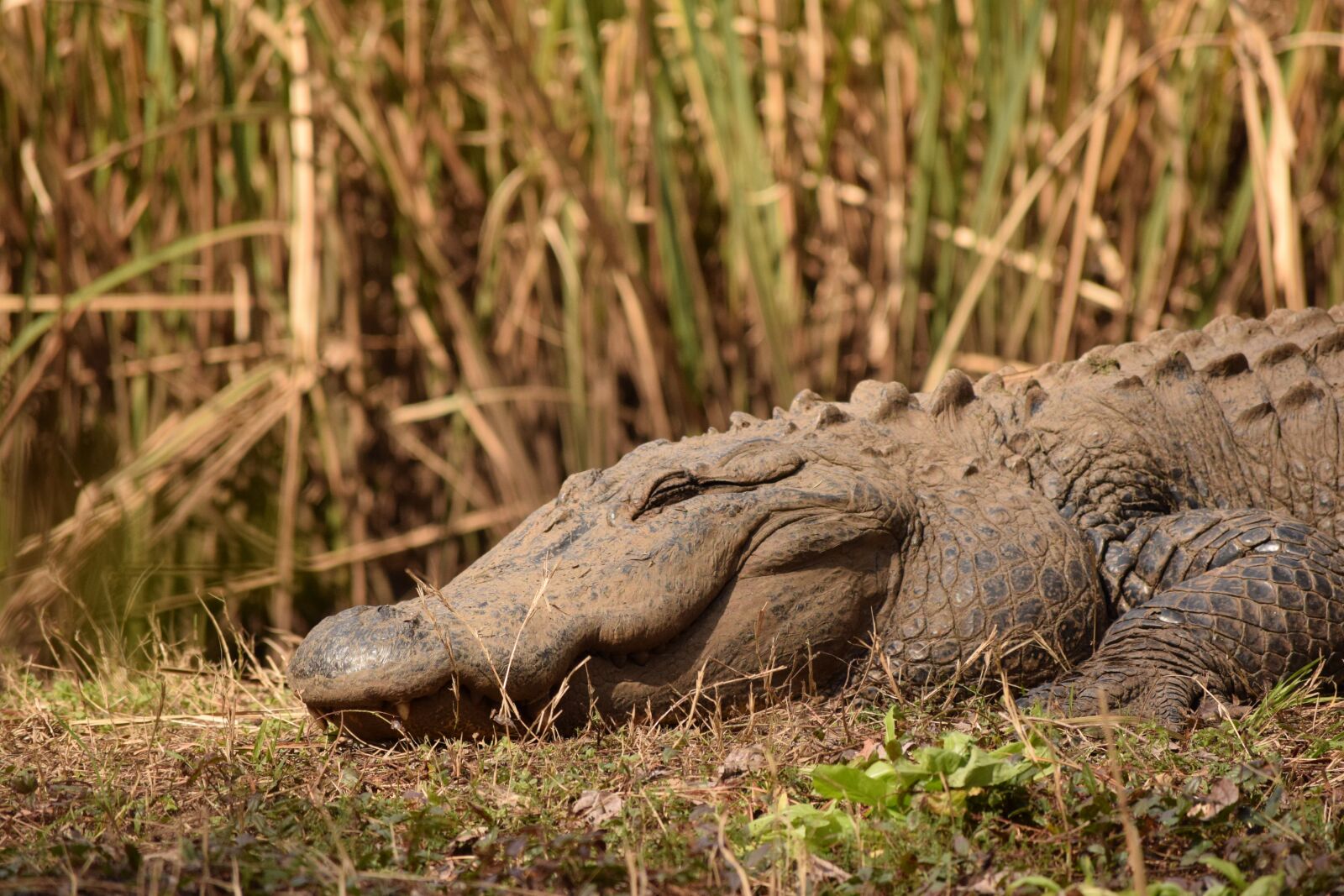 Nikon D3300 sample photo. Brookgreen gardens, alligator, park photography