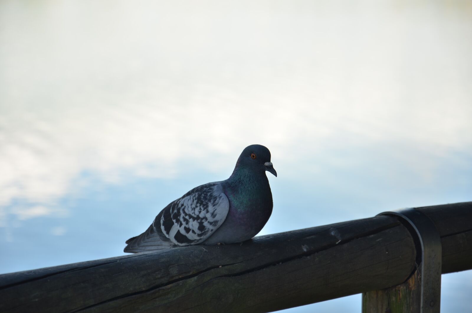 Nikon D7000 sample photo. Outdoors, nature, sky photography