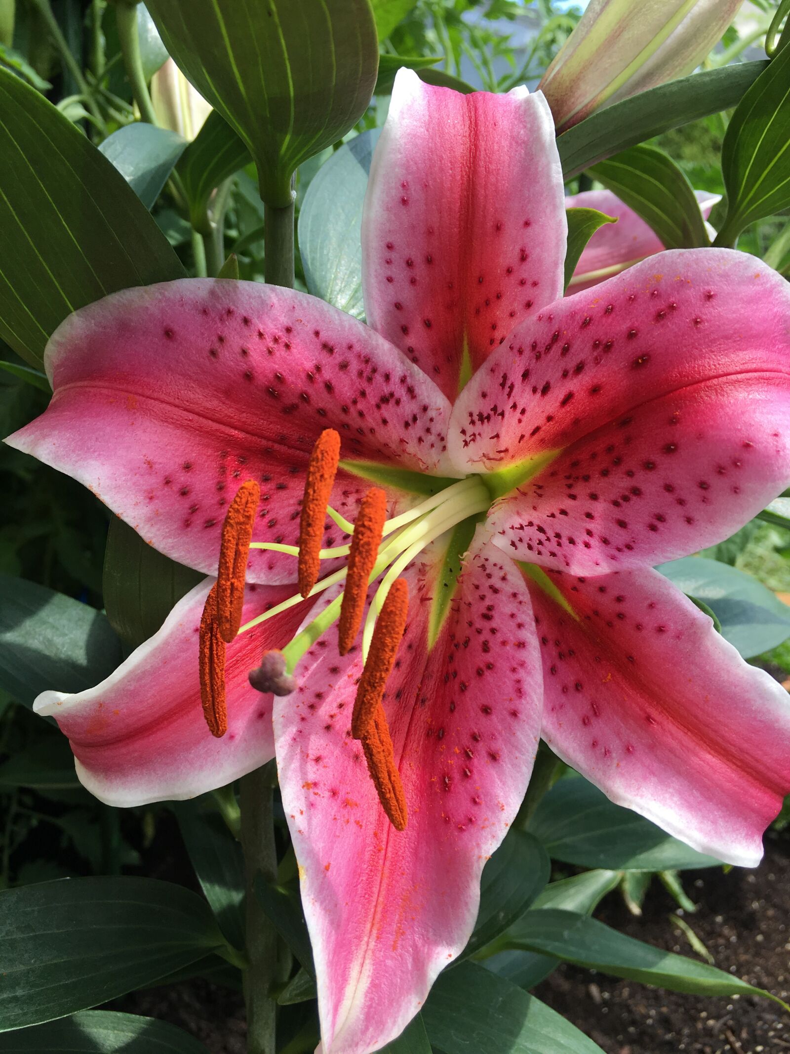 Apple iPhone 6s sample photo. Flower, lys, queen photography