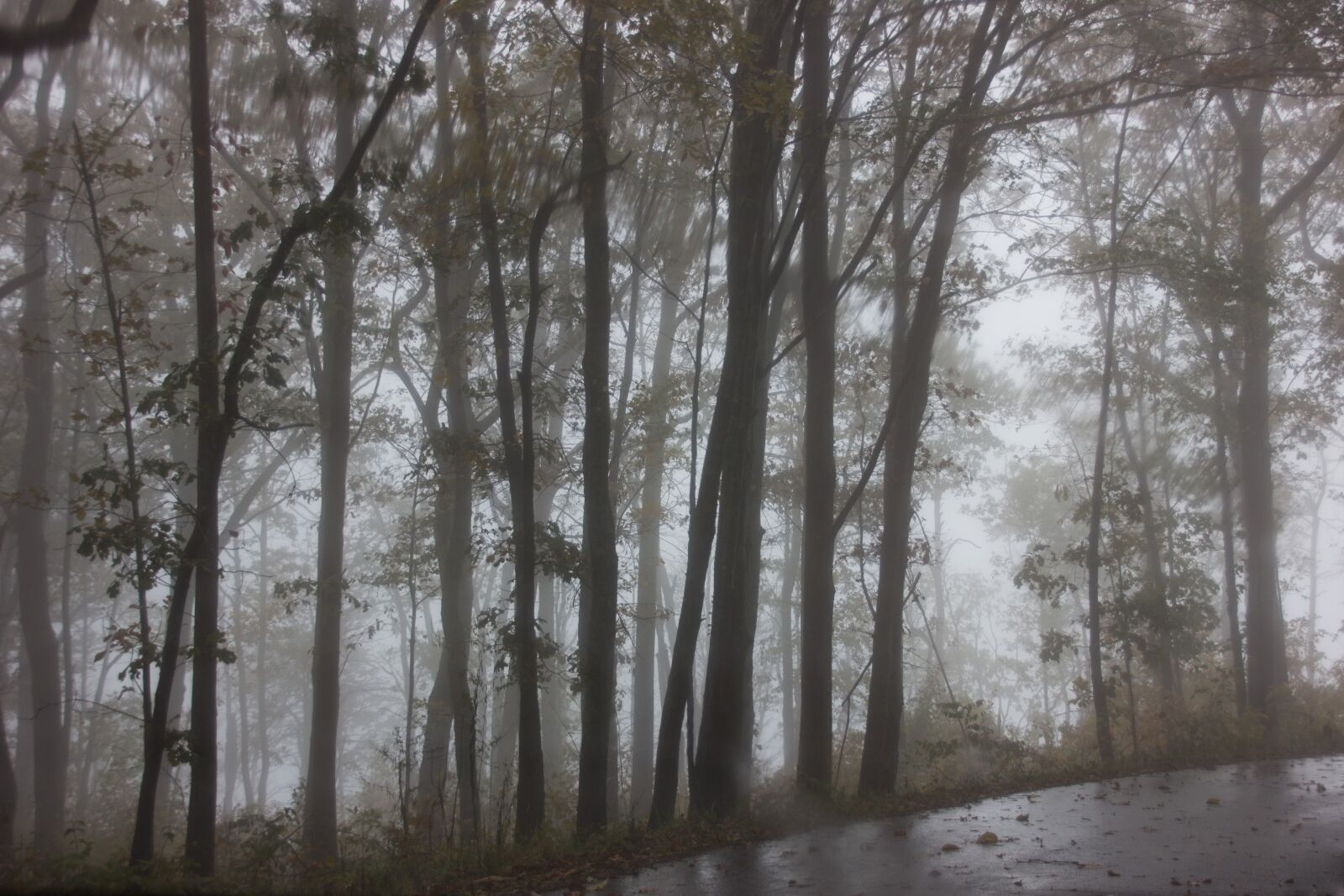 Canon EOS 600D (Rebel EOS T3i / EOS Kiss X5) sample photo. Tree, trees, fog photography