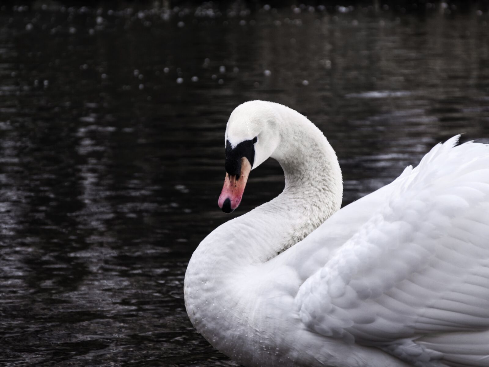 Nikon D5000 sample photo. Swan, lake, hildesheim germany photography